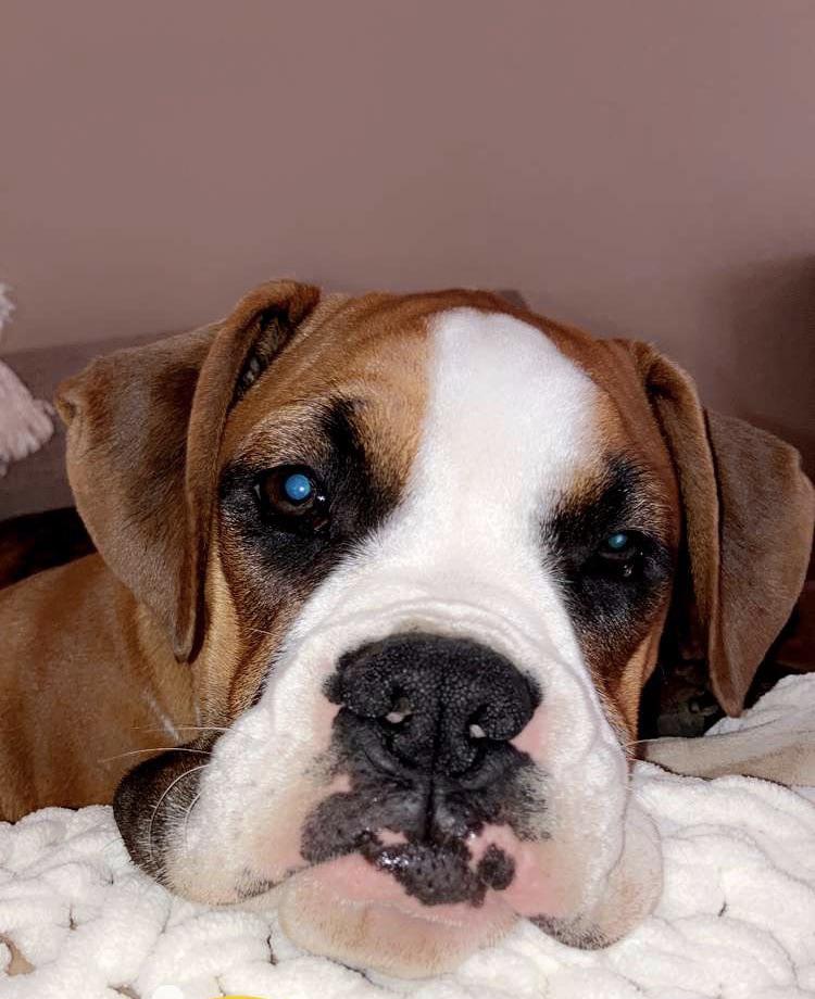 Collection 98+ Pictures Why Do Boxers Have Holes In The Front Updated