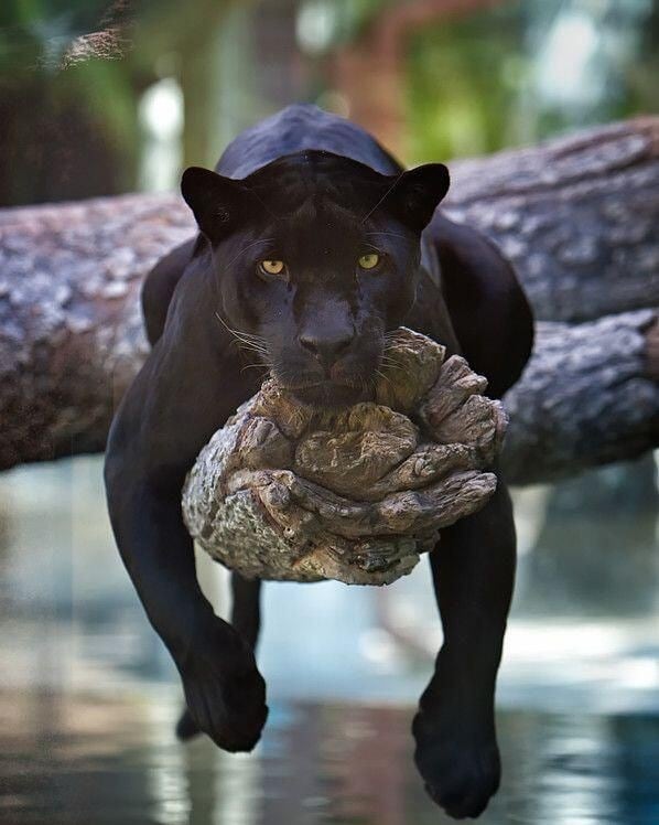 Black Panther Animal Hunting