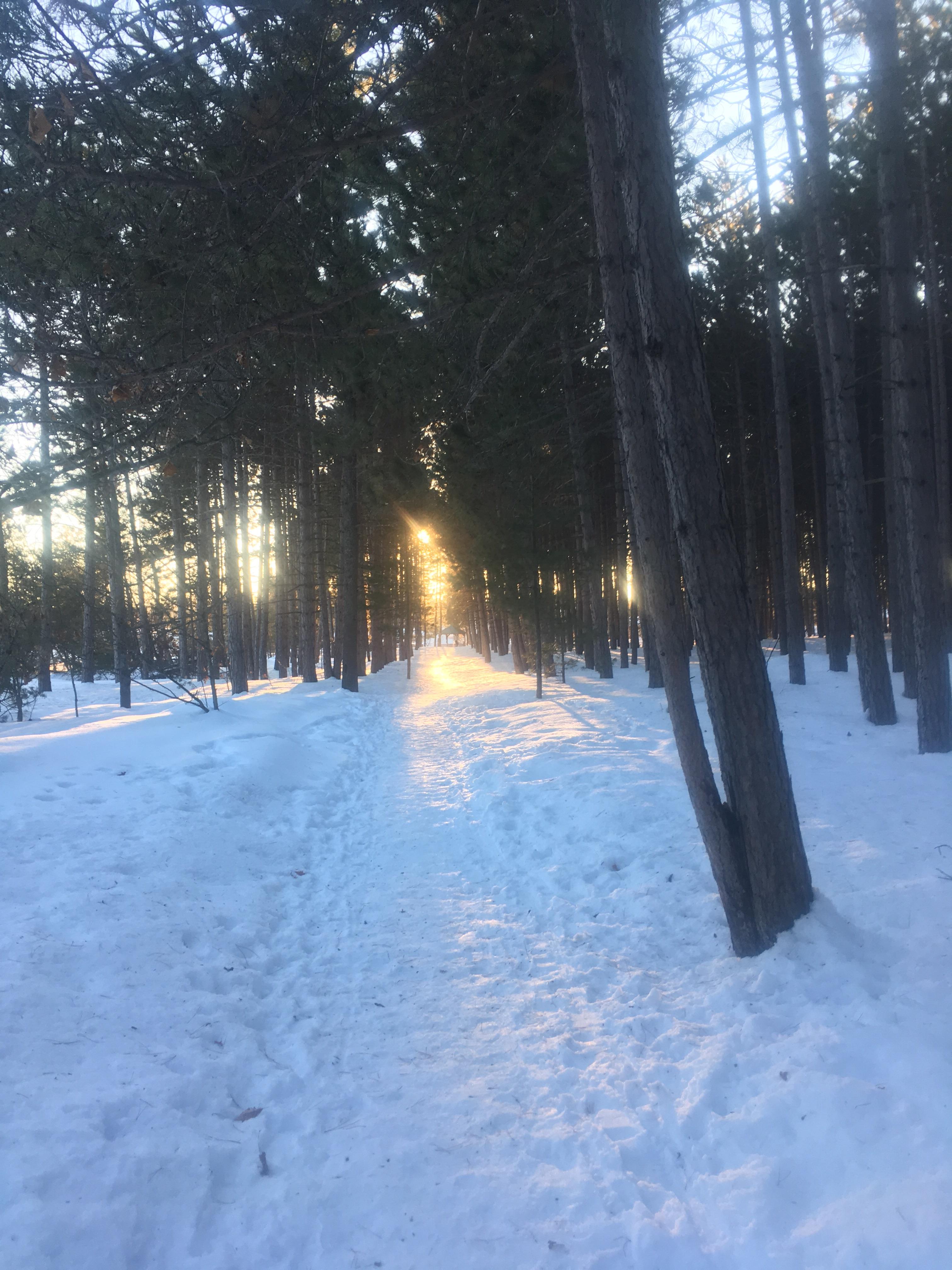 Woods in the winter. Petawawa, Ontario, Canada. r/Outdoors