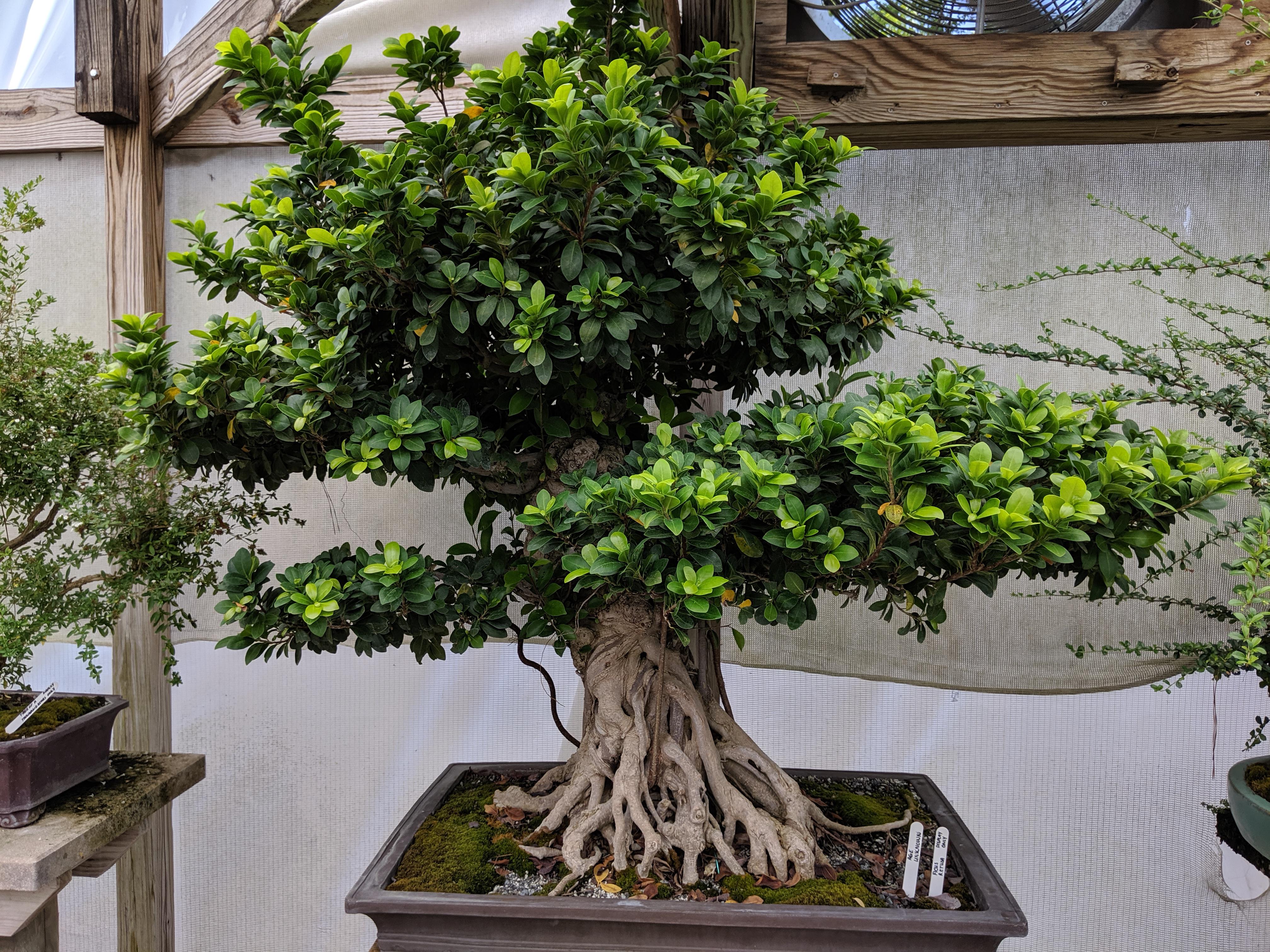 Update on Dori r/Bonsai