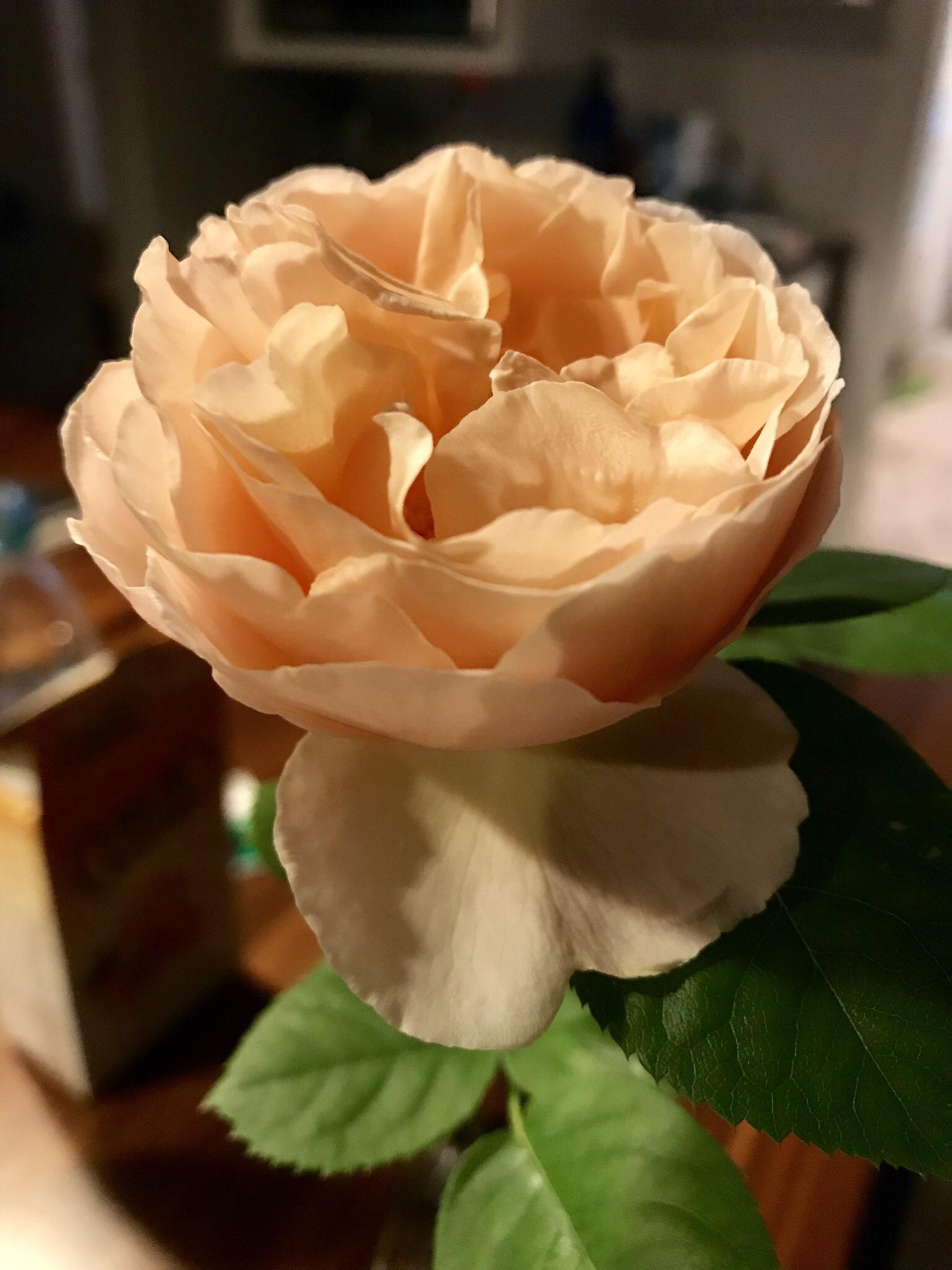 Brought in a rose bud that braved our cold snap in Zone 7b. Beautiful