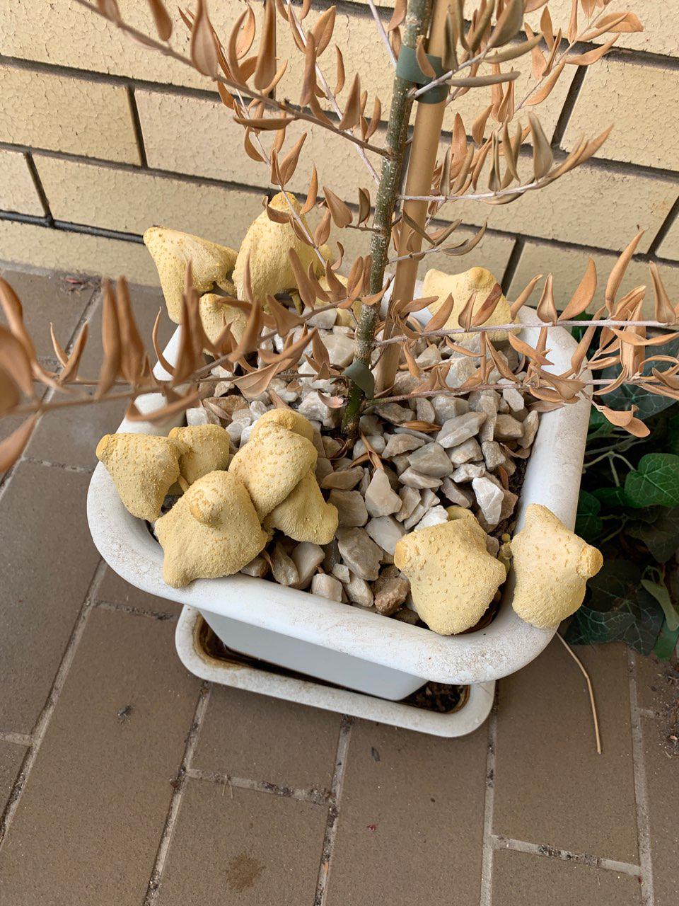 Found this fungus in a plant pot growing in south east Queensland, aus