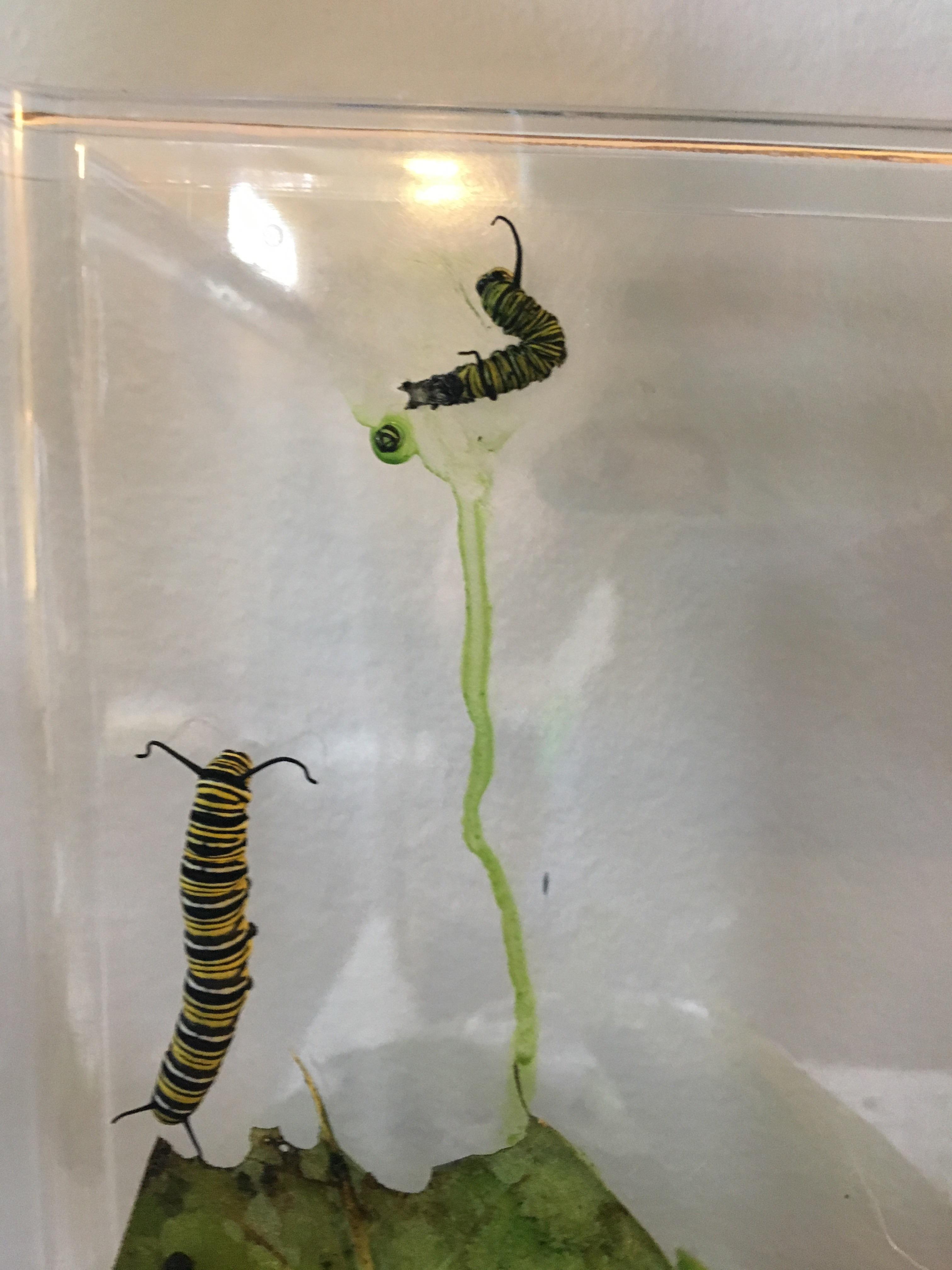 What’s going on with my caterpillar? It’s got this green liquid, can’t