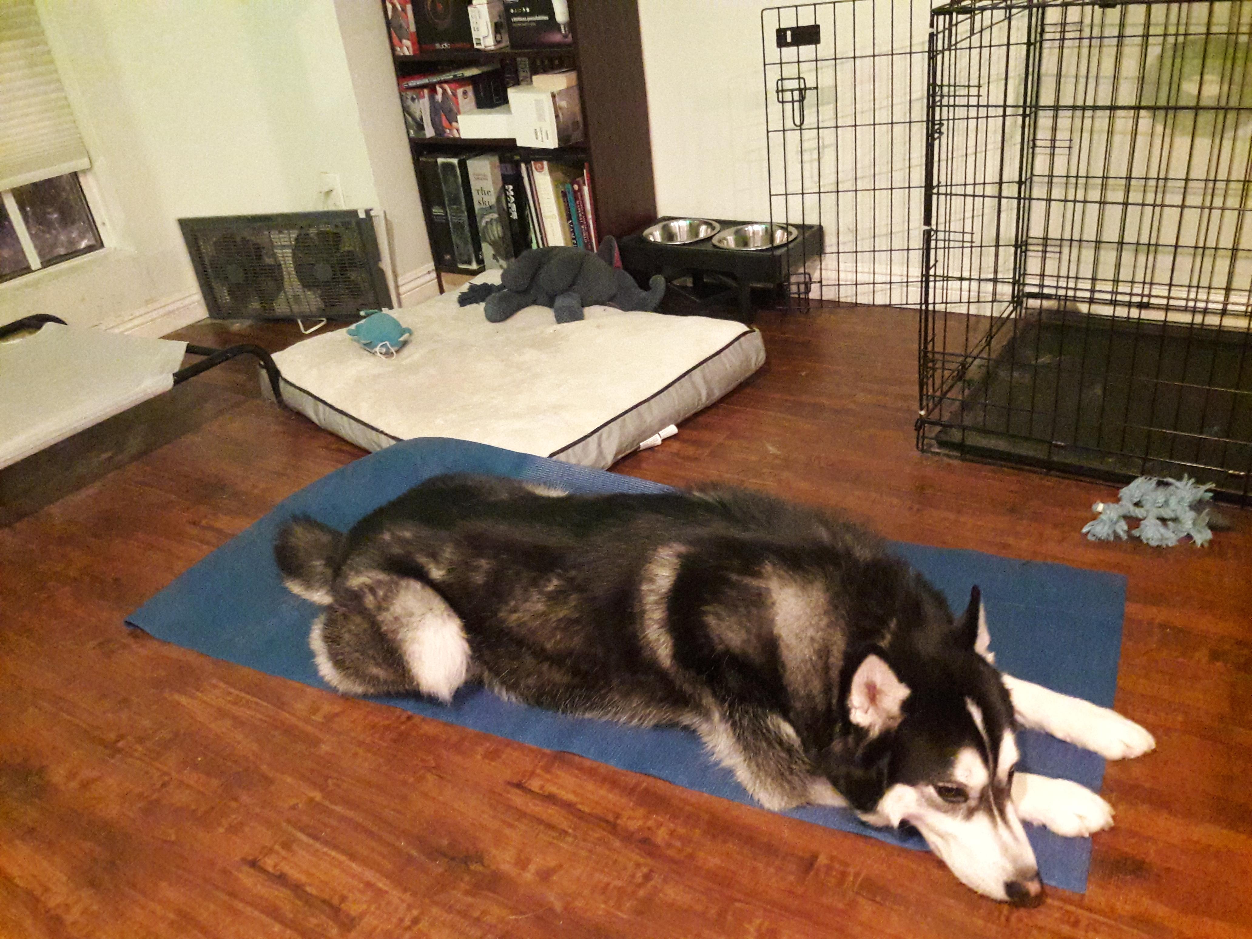 Our dog scooted his butt across my yoga mat. Guess who needs a new yoga