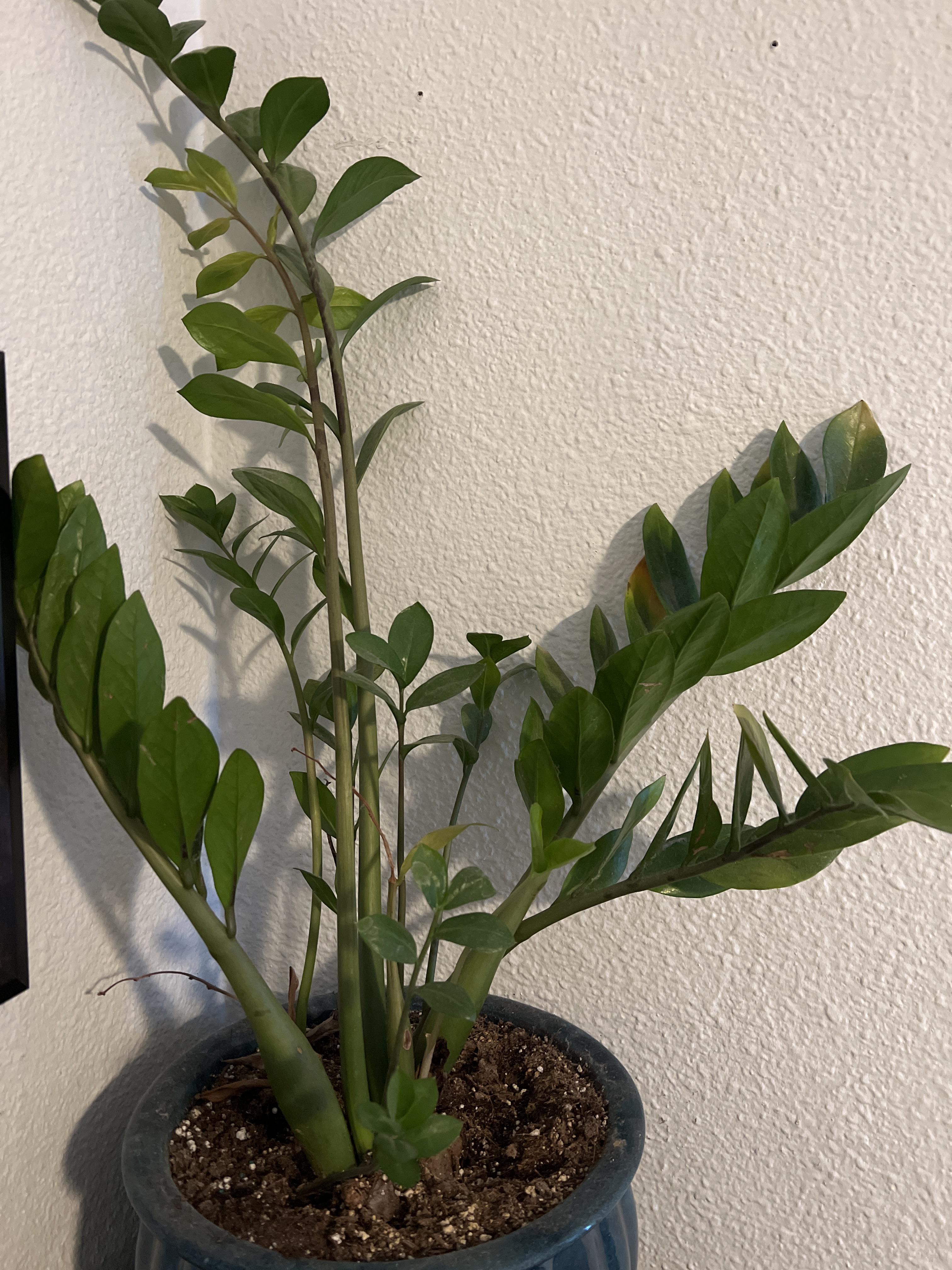 What’s the best way to trim a ZZ Plant? r/houseplants