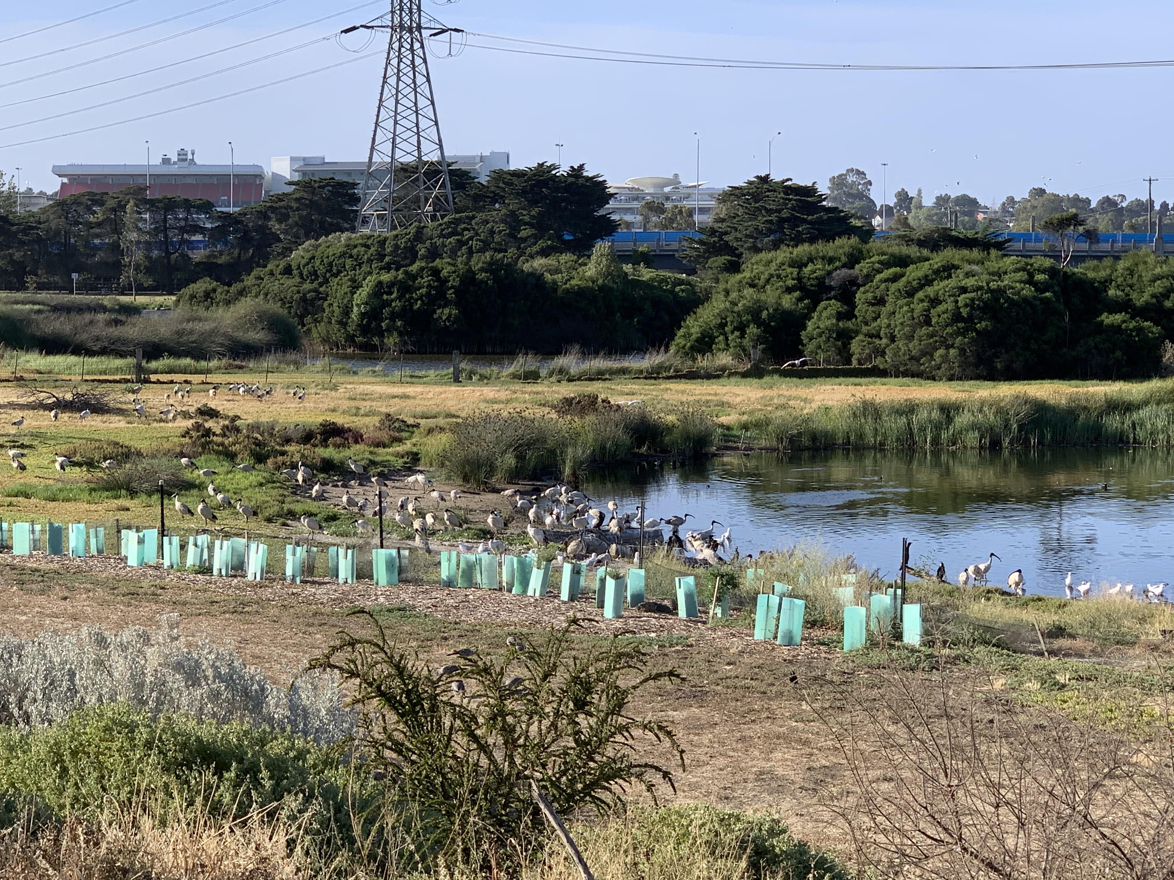 Bin Chicken Annual Convention (Newells Paddock Wetlands Reserve
