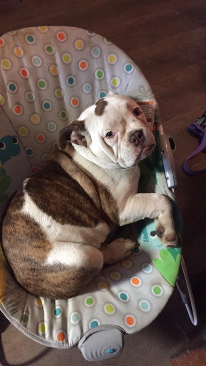 My 4 month old Olde English Bulldog is a Unit in training AbsoluteUnits