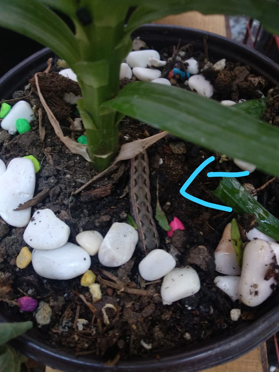 Anyone knows what kind of worm is this? (found it on a flower pot) r