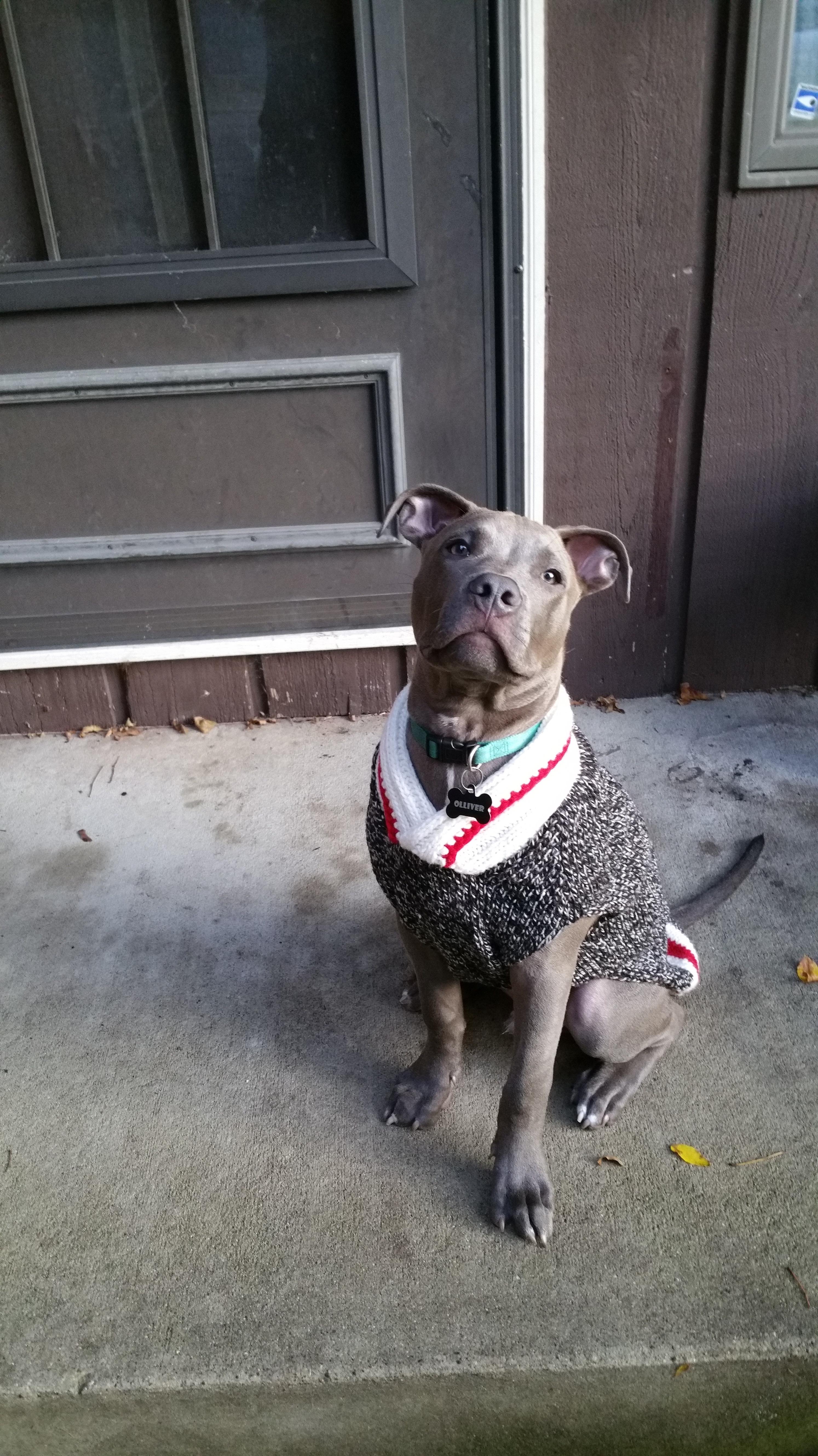 So proud of his new sweater! fall with open arms. 🍁 r/pitbulls