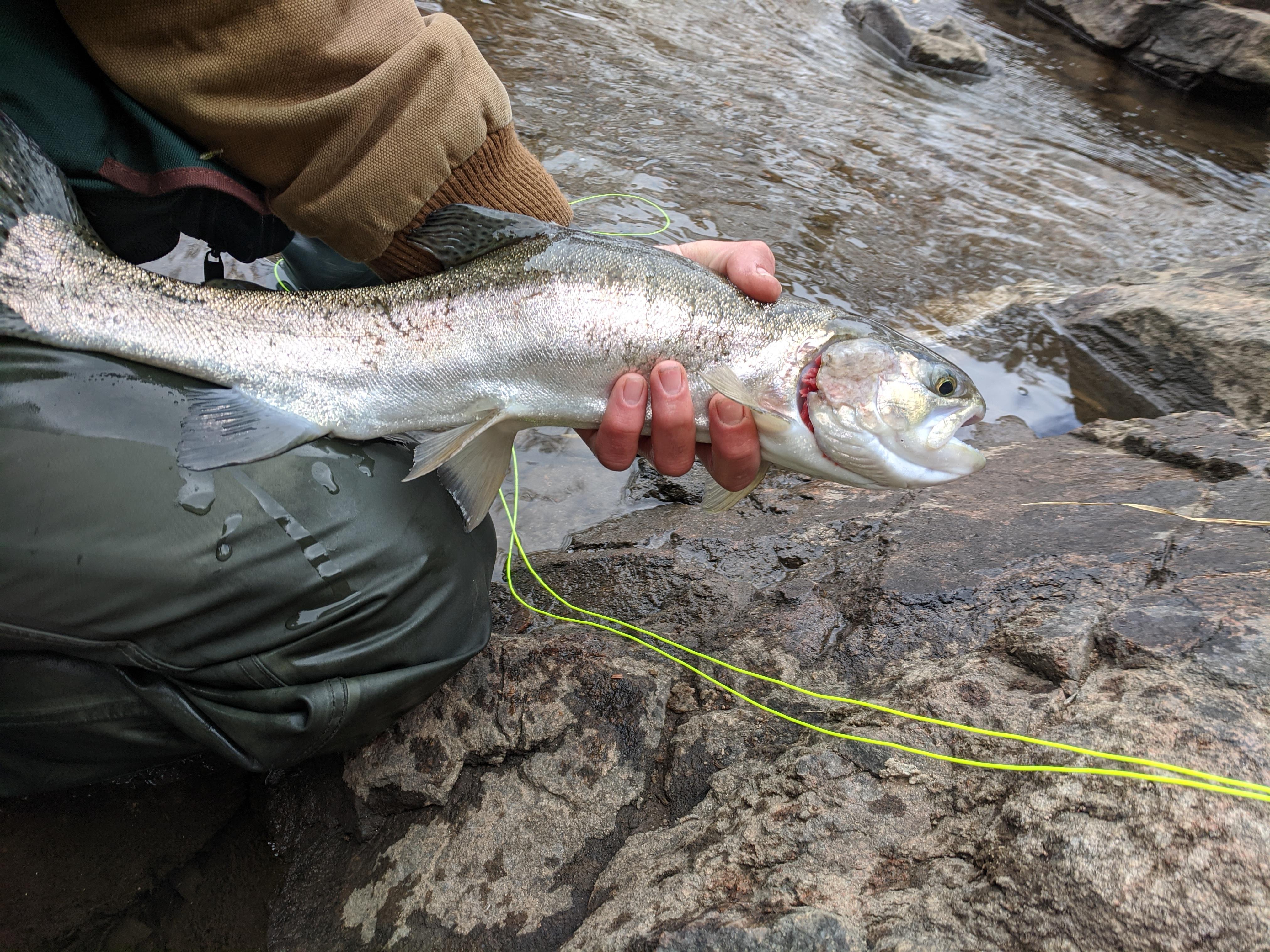 Anyone know what might be wrong with this fish? Was the