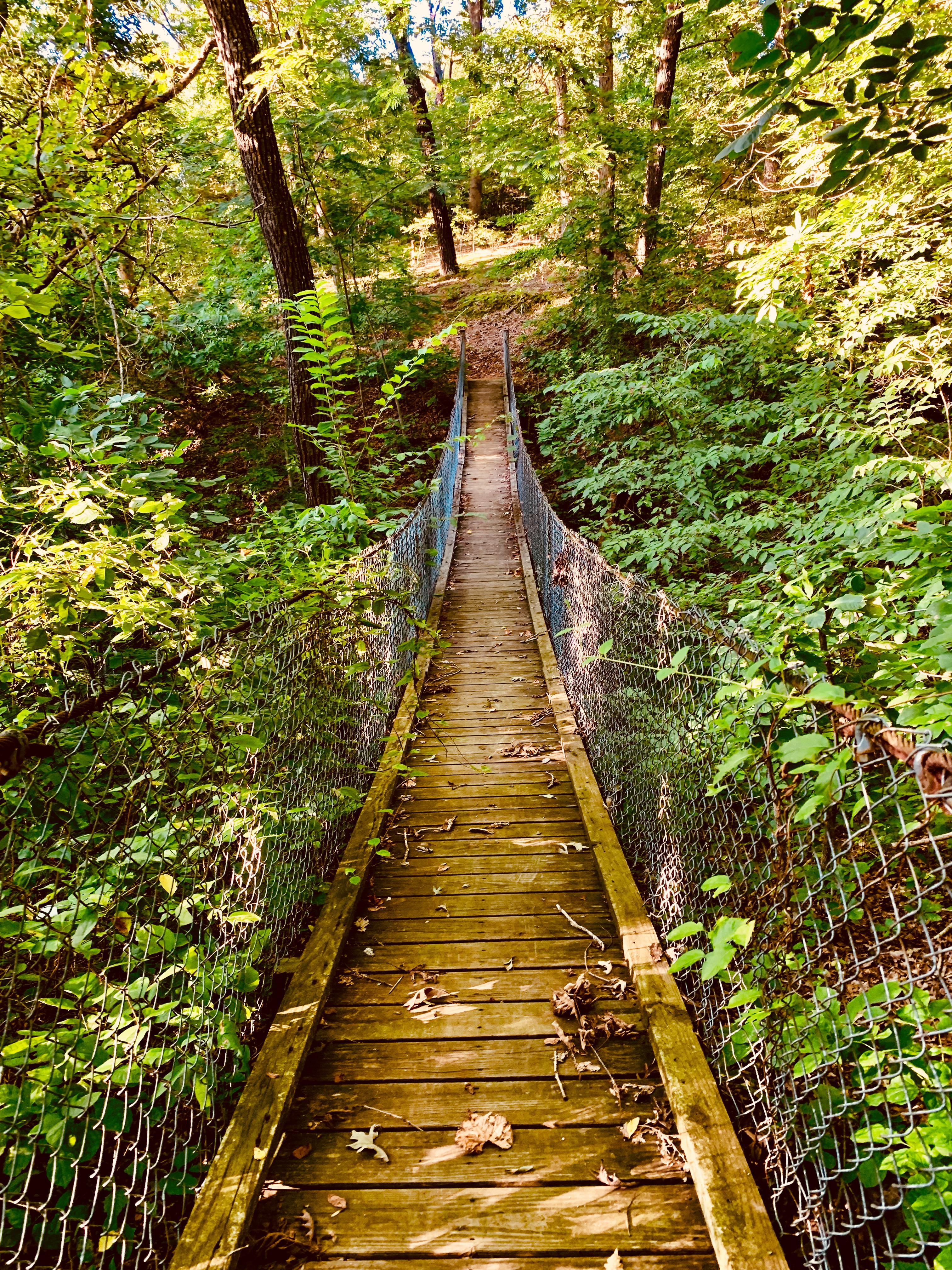 Swinging bridge in the forest r/pics