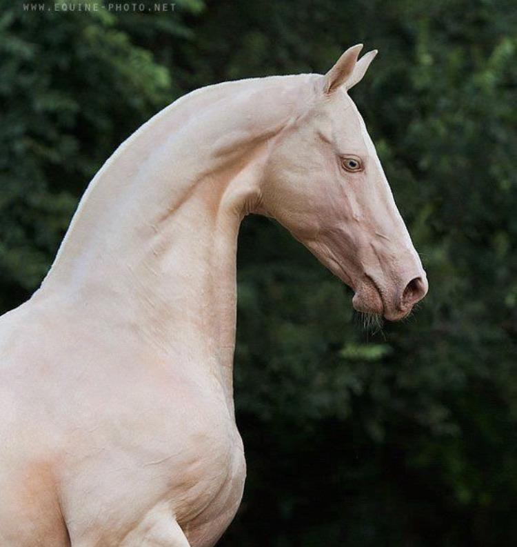 Thanks, I hate hairless horses r/thanksihateit