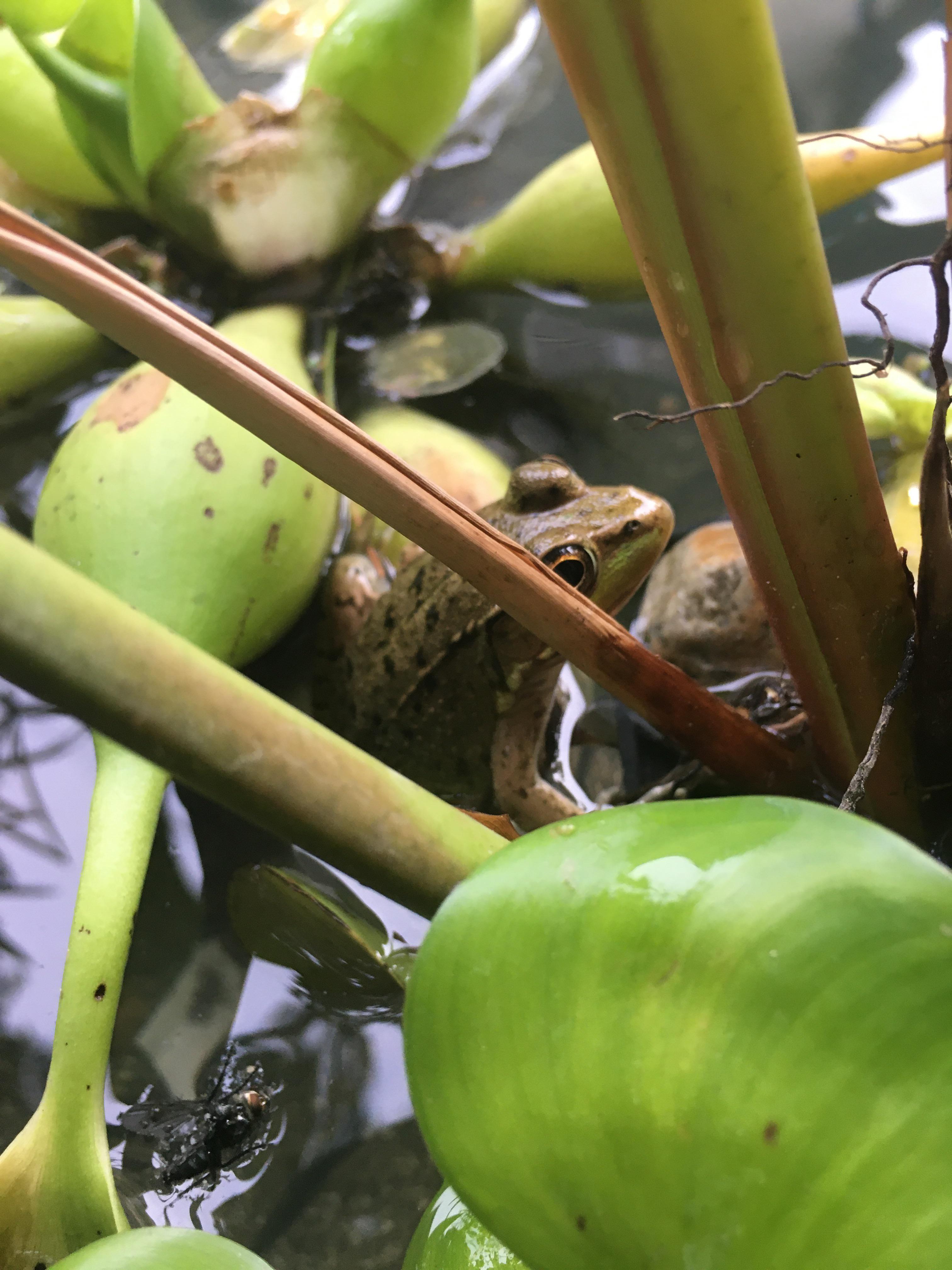 A caught a frog for my pond r/Koi