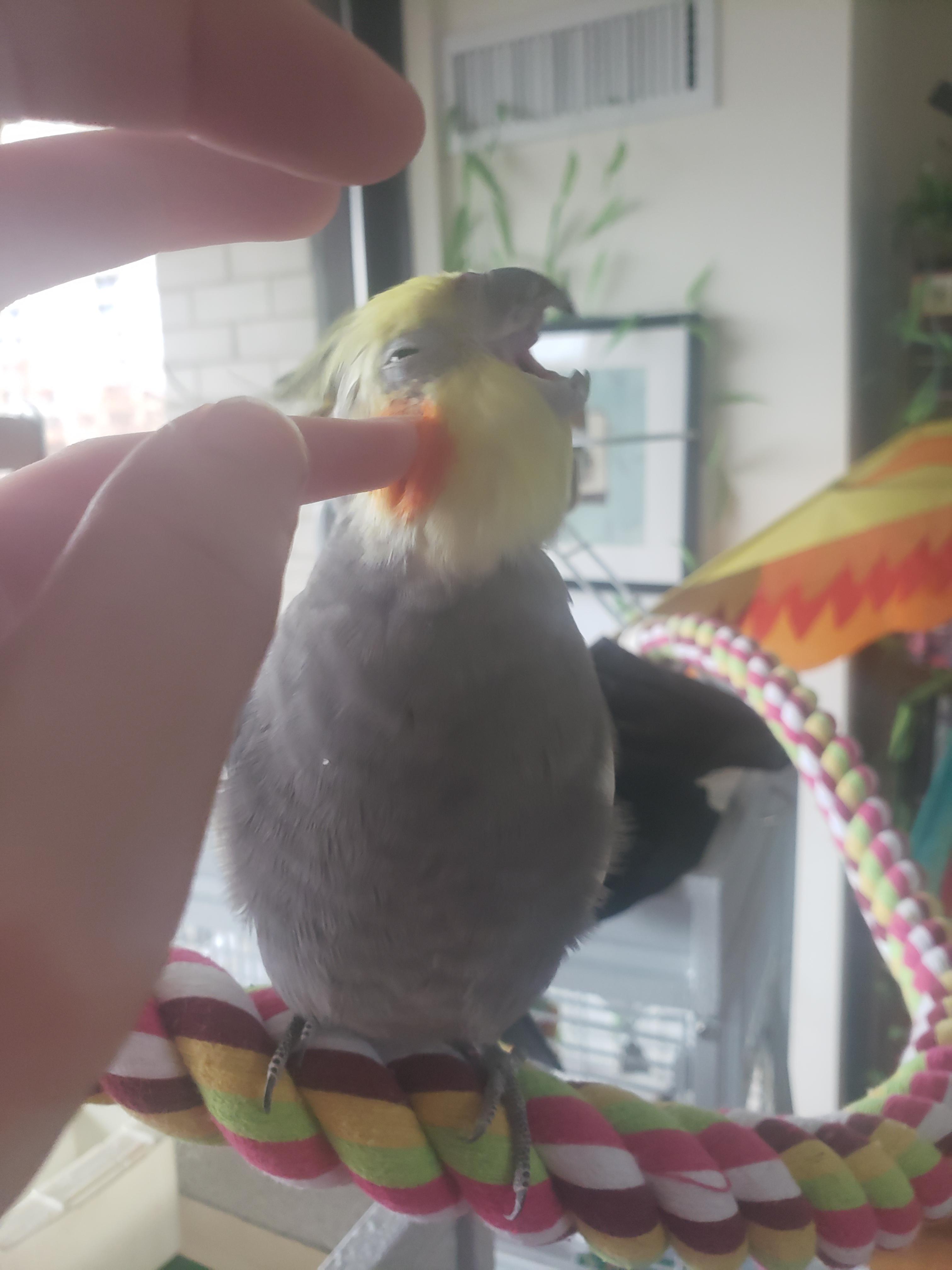When the skritches hit the ear hole just right r/cockatiel