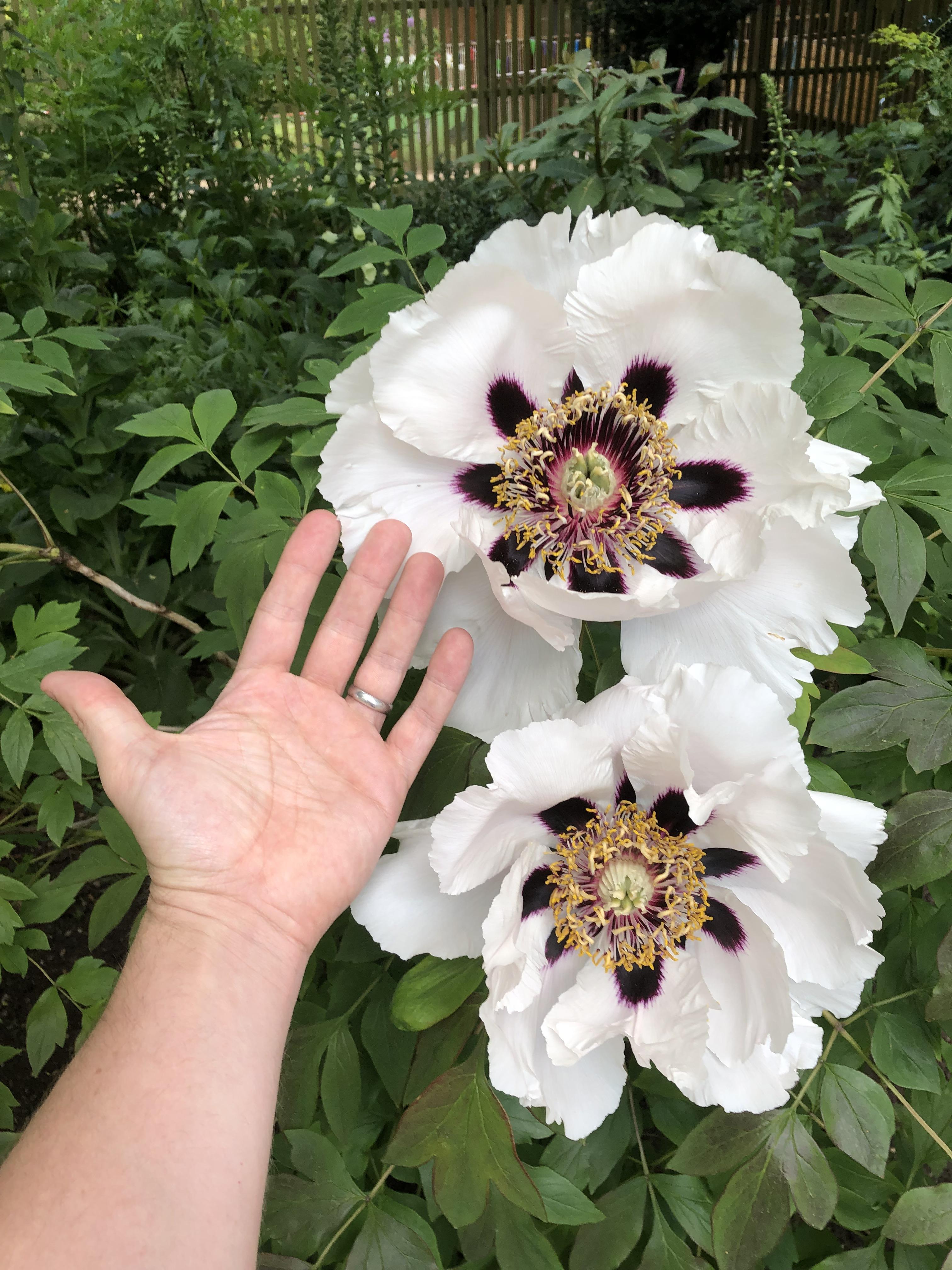 Giant tree peony, xpost from r/gardening r/flowers