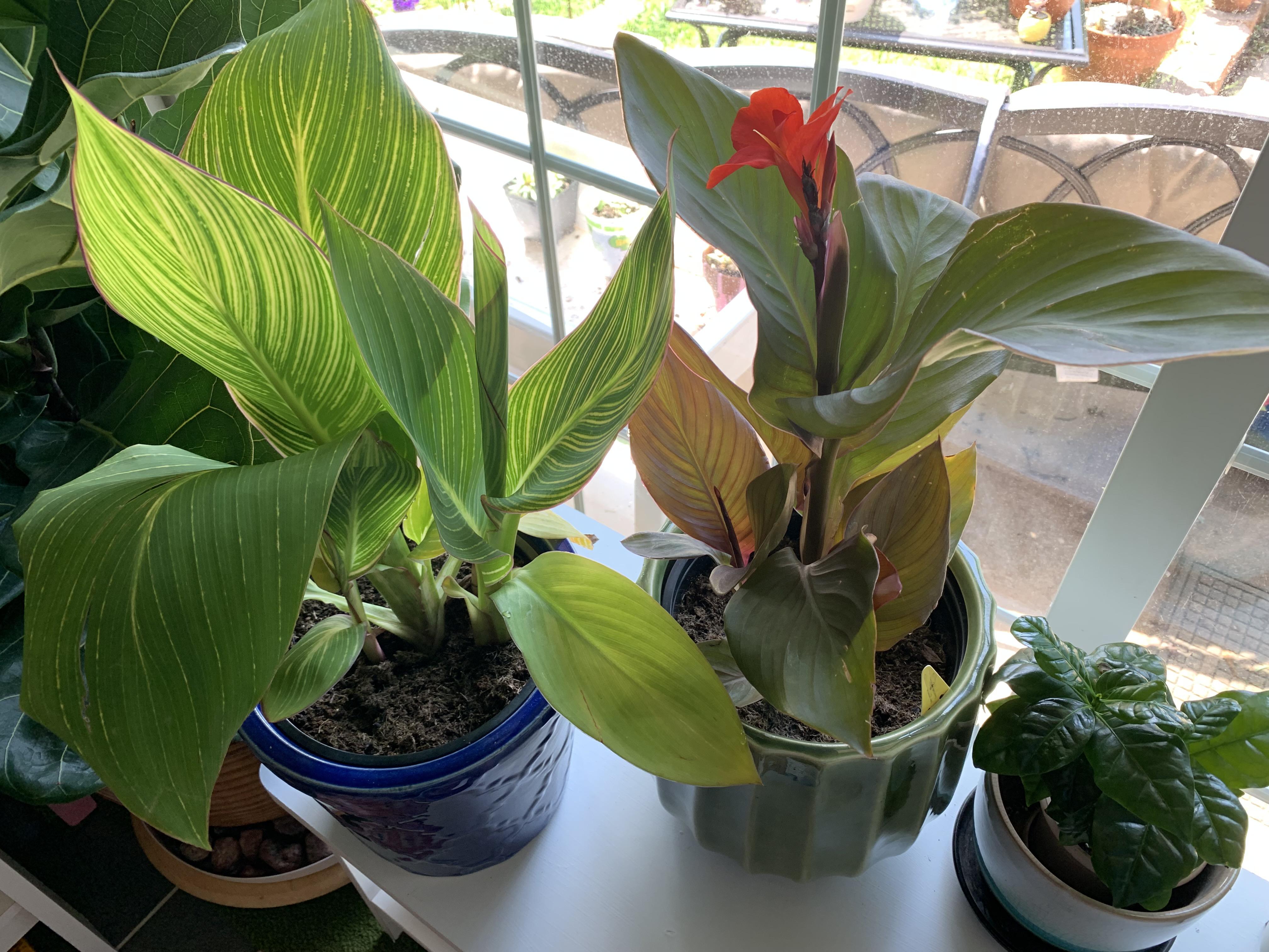 Lowe’s is having huge plant clearances. Both of these cannas were only