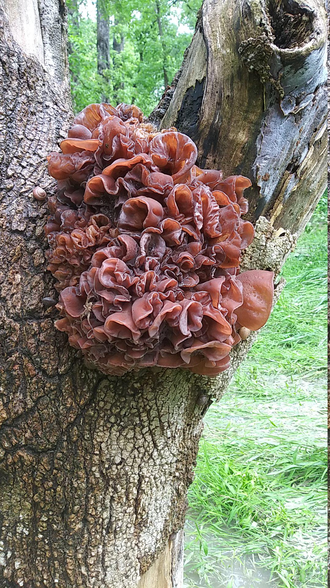 Is this wood ear? (TX, DFW) out exploring right now and wondering if I