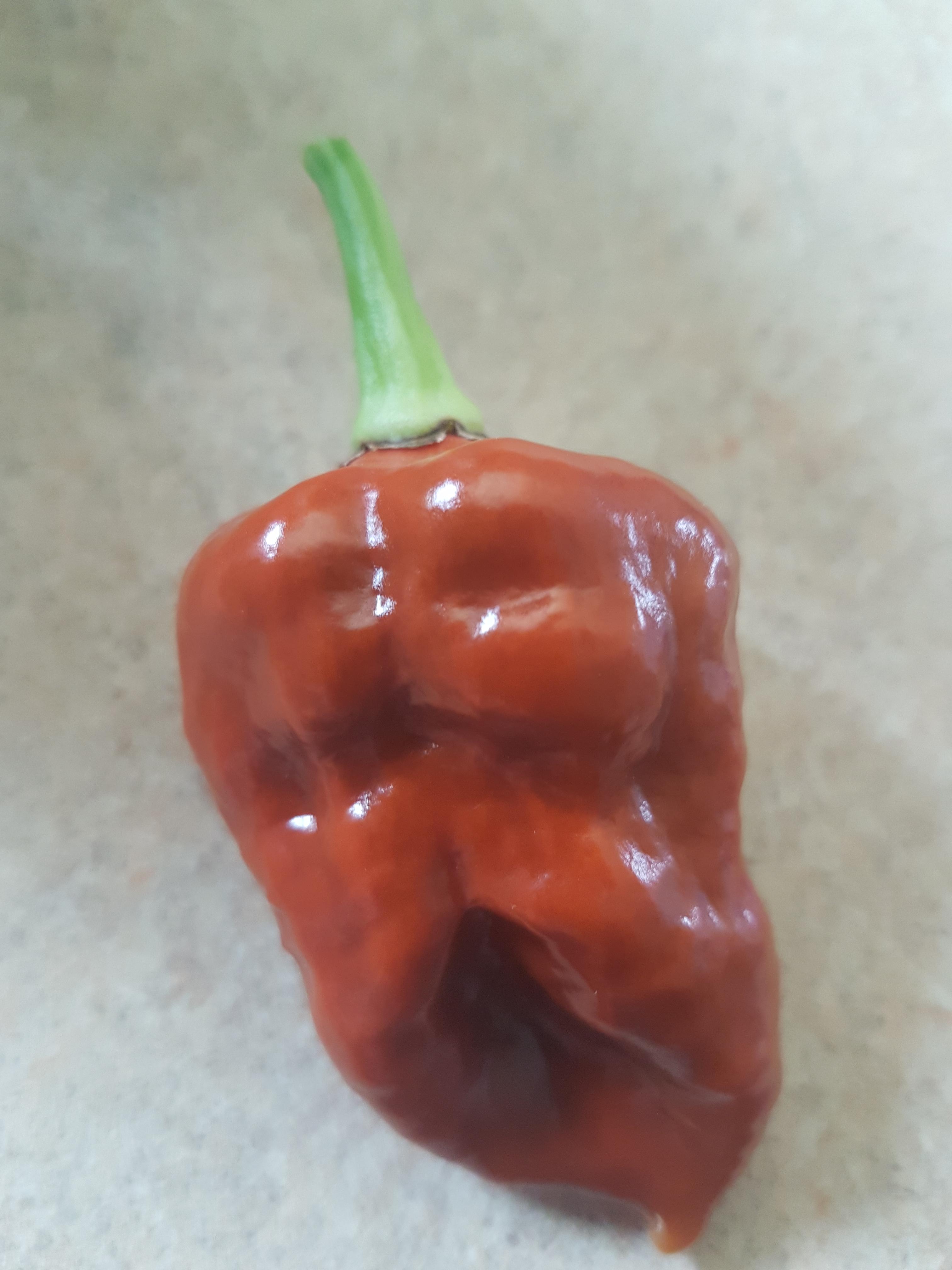 This is a Carolina reaper crossed with a chocolate habanero. I would
