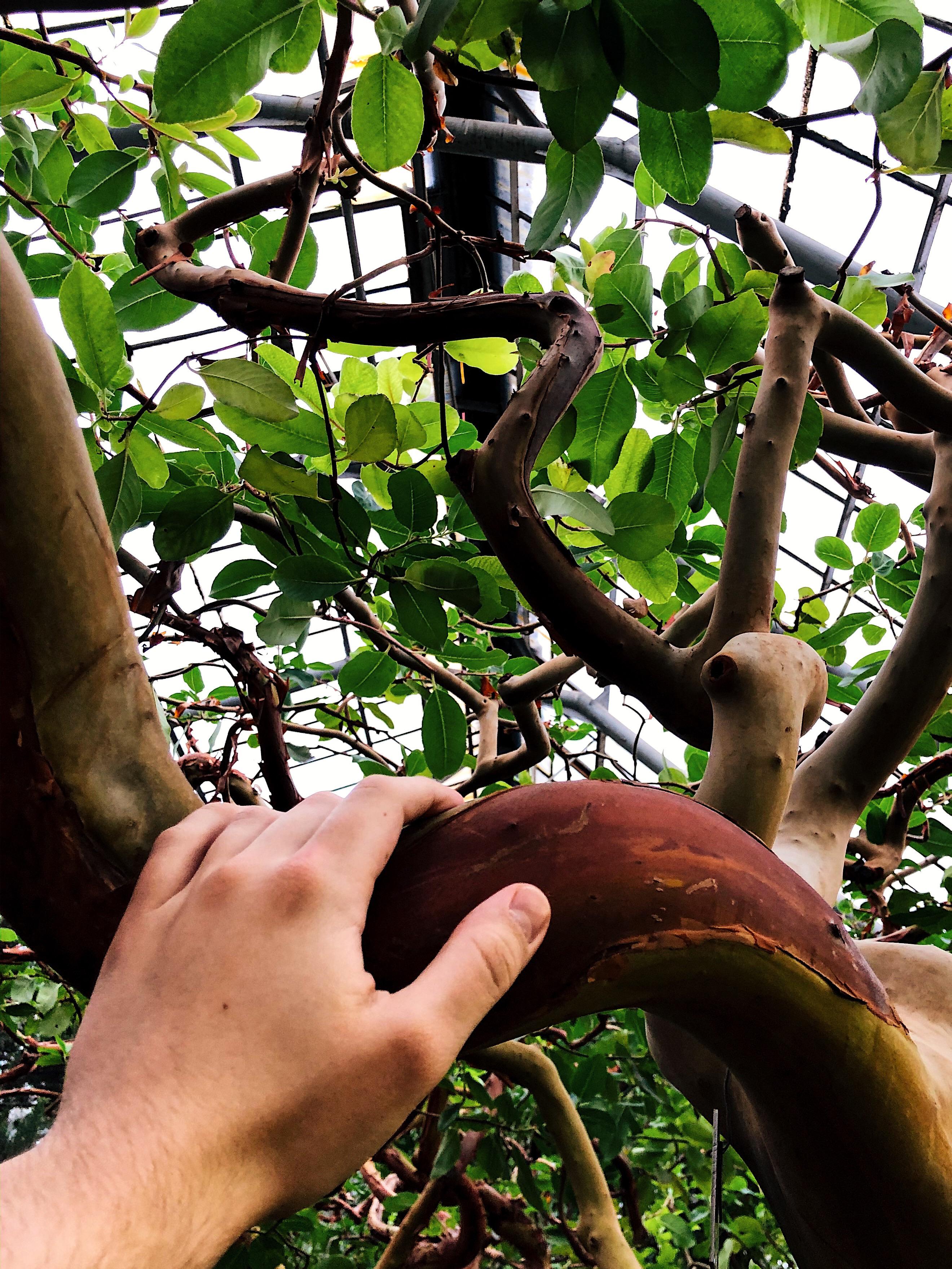 Visiting a greenhouse iPhone X r/iPhoneography