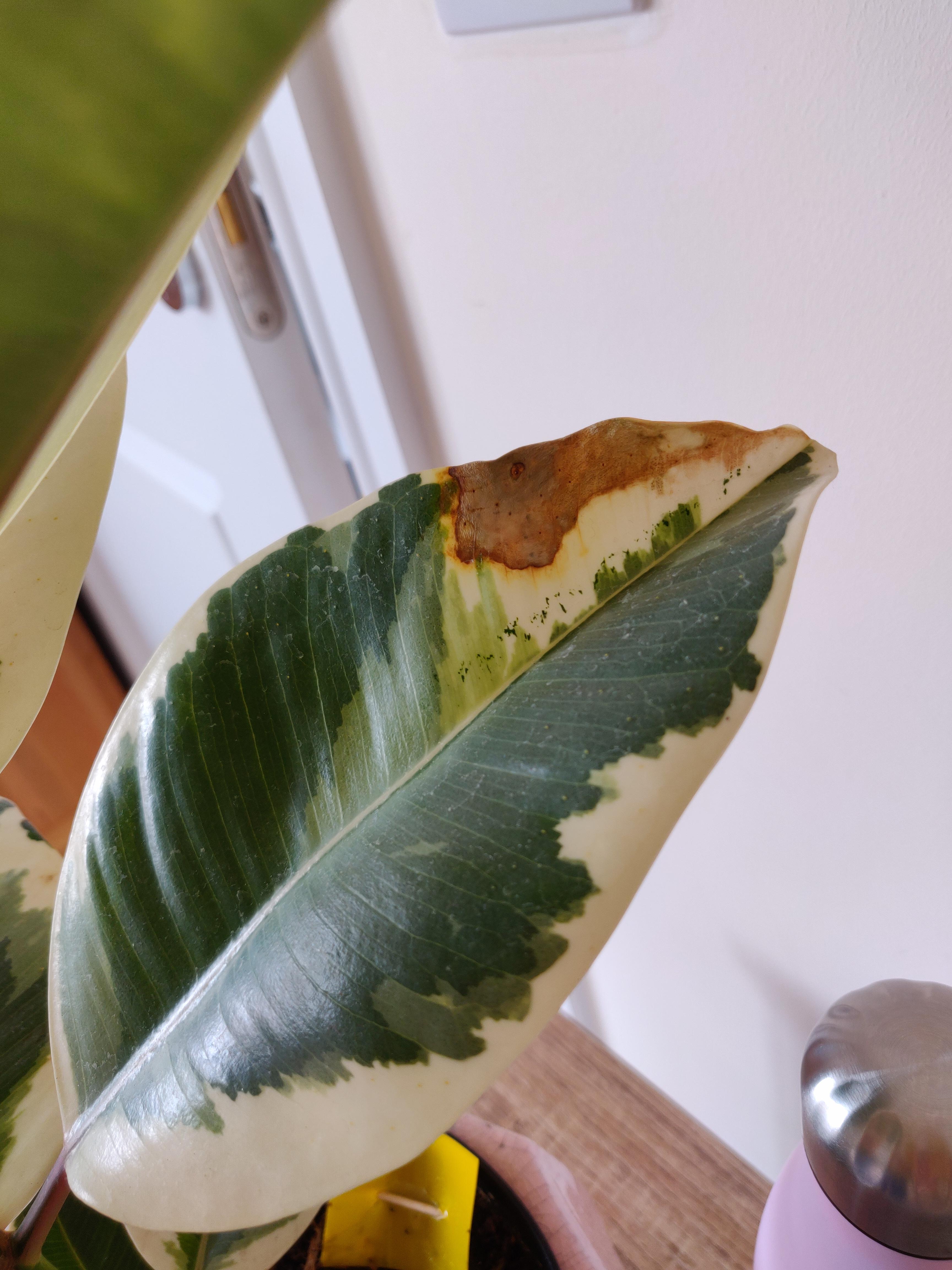 Help! My variegated rubber tree has soft brown spots on 5 of its leaves