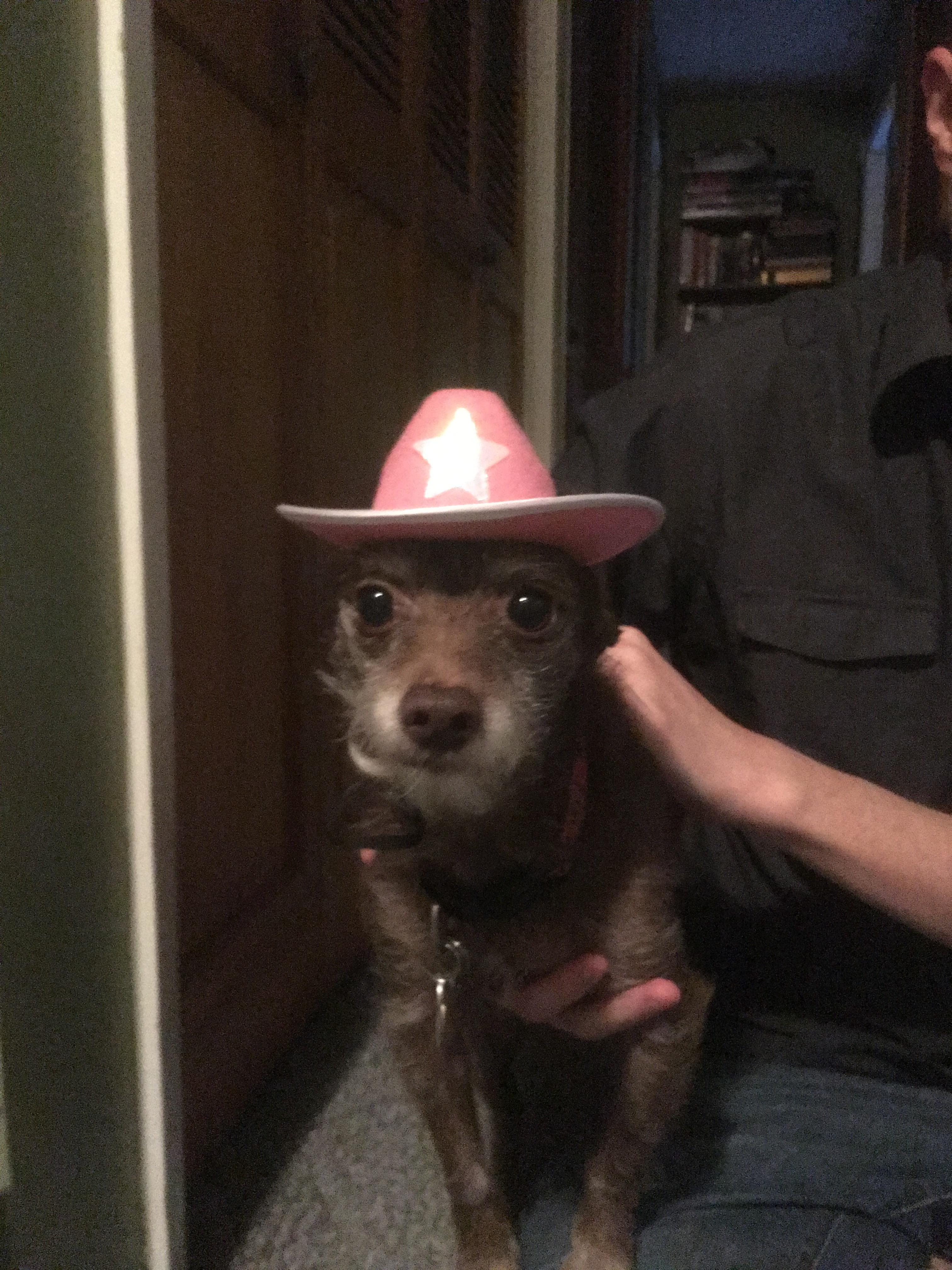 We’re doing dogs in cowboy hats now? Okie doke. r/WhatsWrongWithYourDog