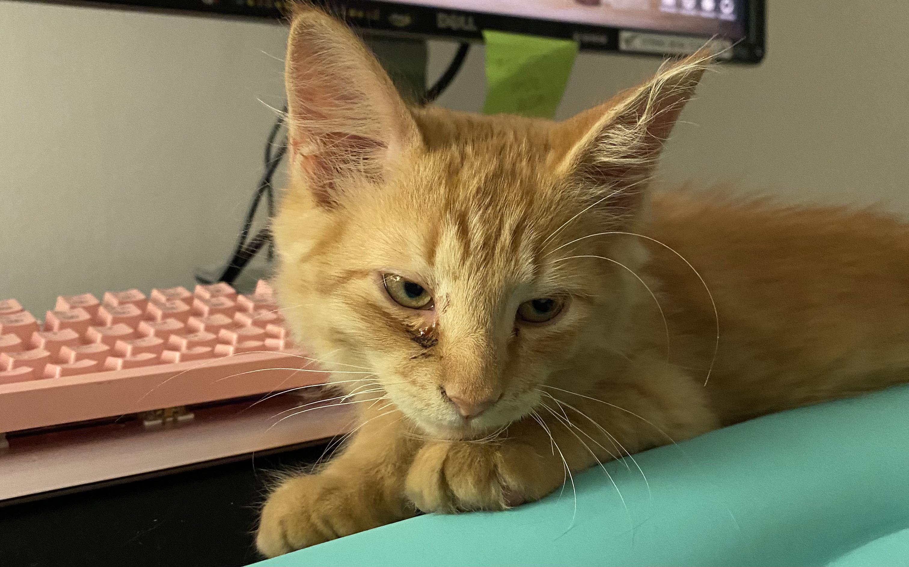 just got a new kitty! 1st time cat owner. he has some gunk(?)/liquid