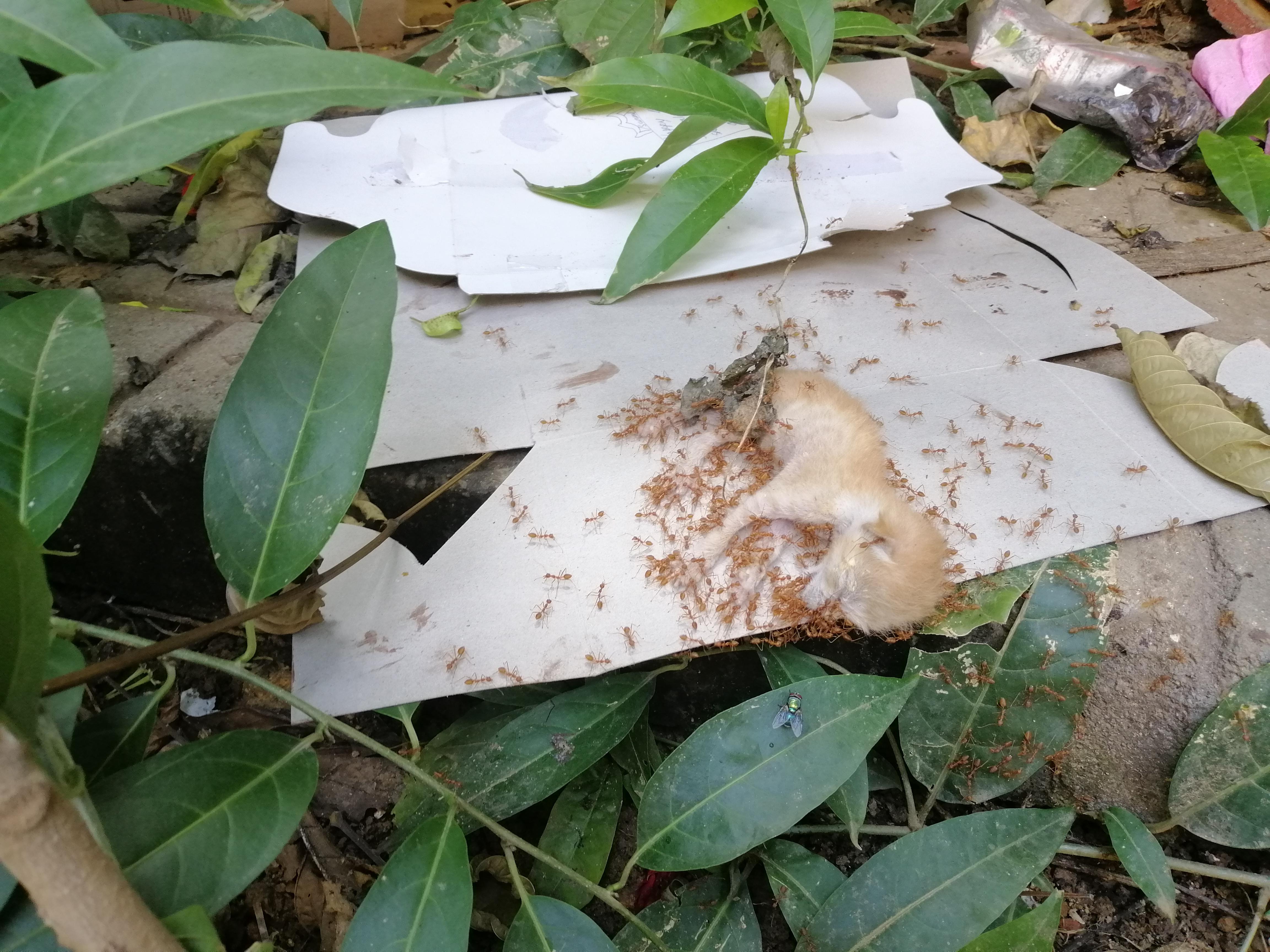 Red ants eating a dead kitten r/natureismetal