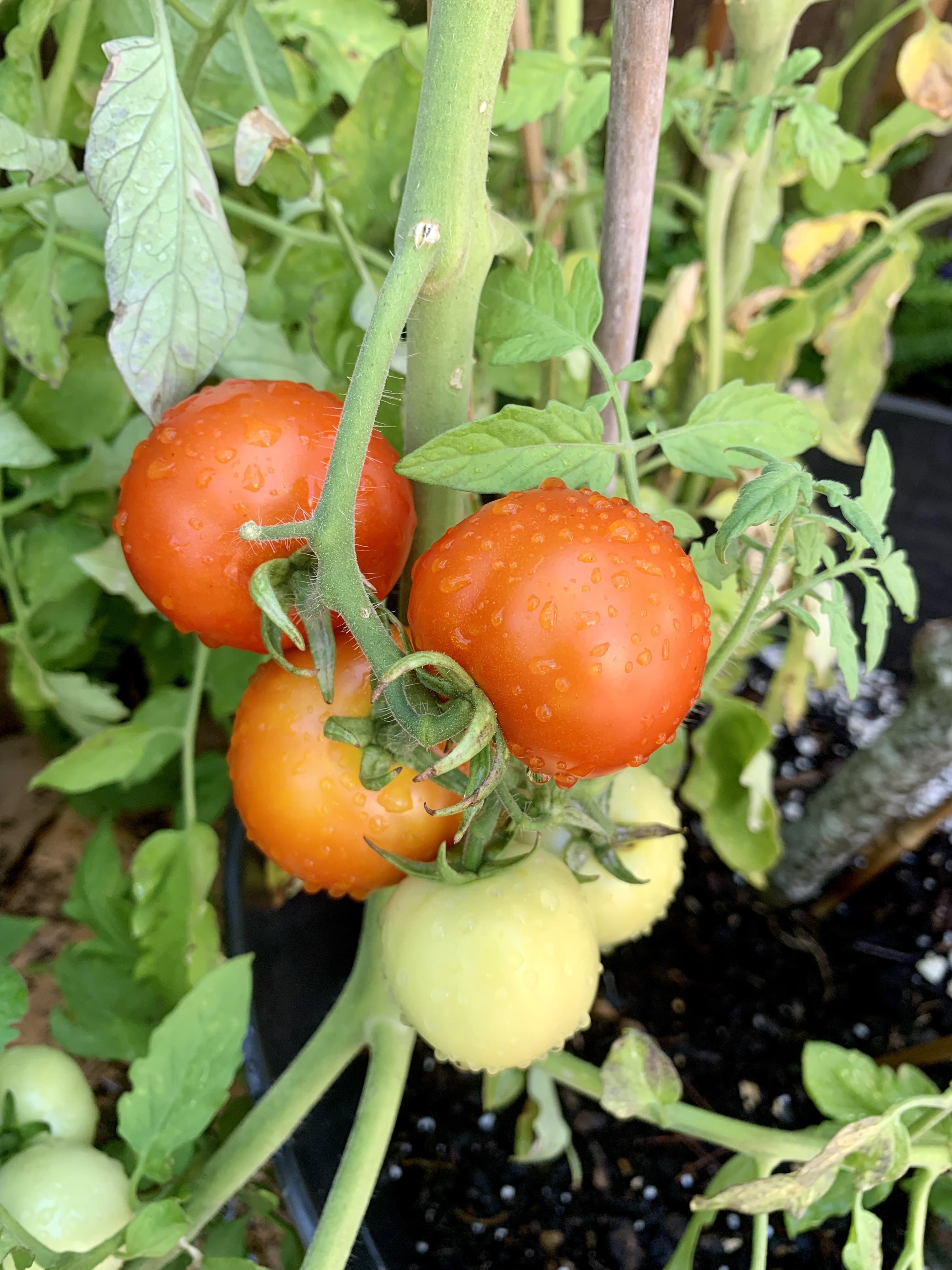 First tomatoes of the season here in zone 10a r/gardening