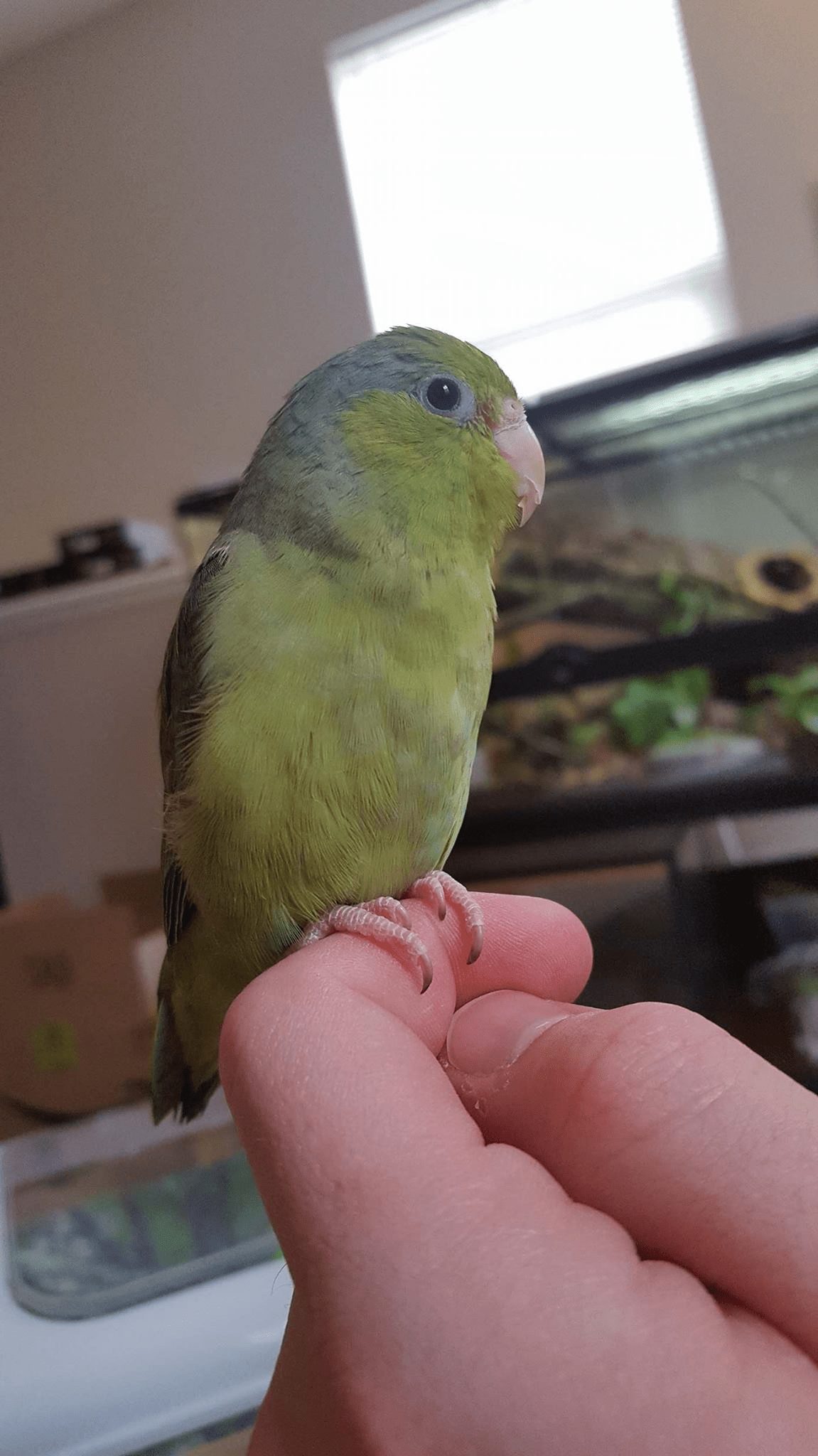 New birb given to me today. Any tips for a first time parrotlet owner? r/parrots