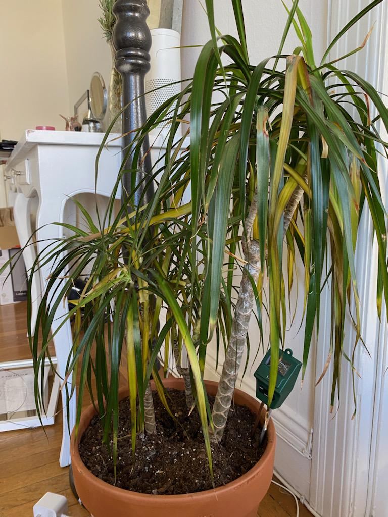 The leaves of my dracaena marginata are turning yellow/brown and