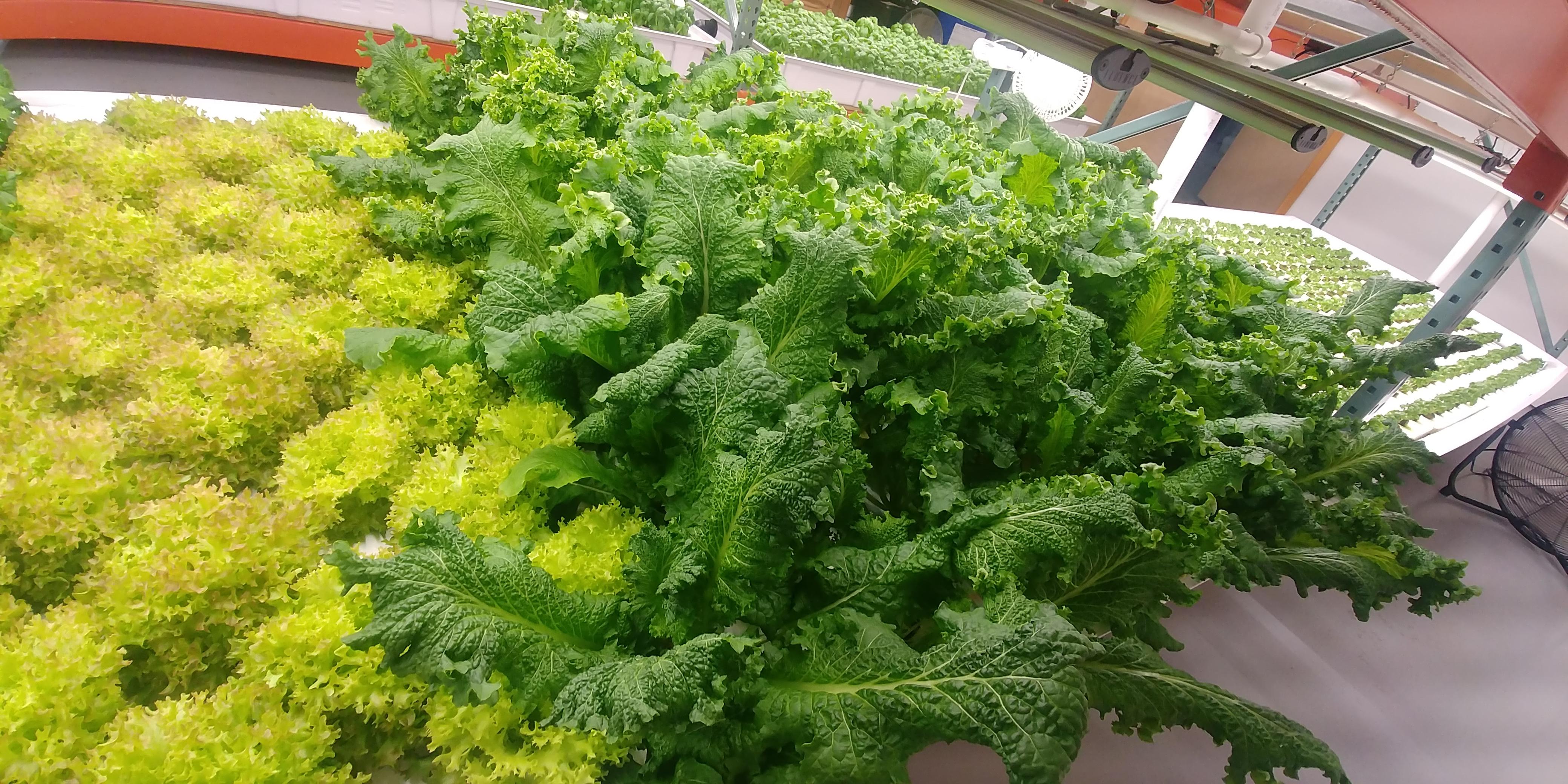 Huge healthy spicy mustard greens. Eat with caution! r/hydro
