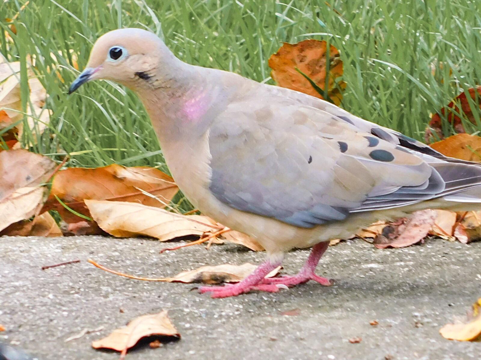 Mourning dove in the morning. Dayton Ohio r/birding