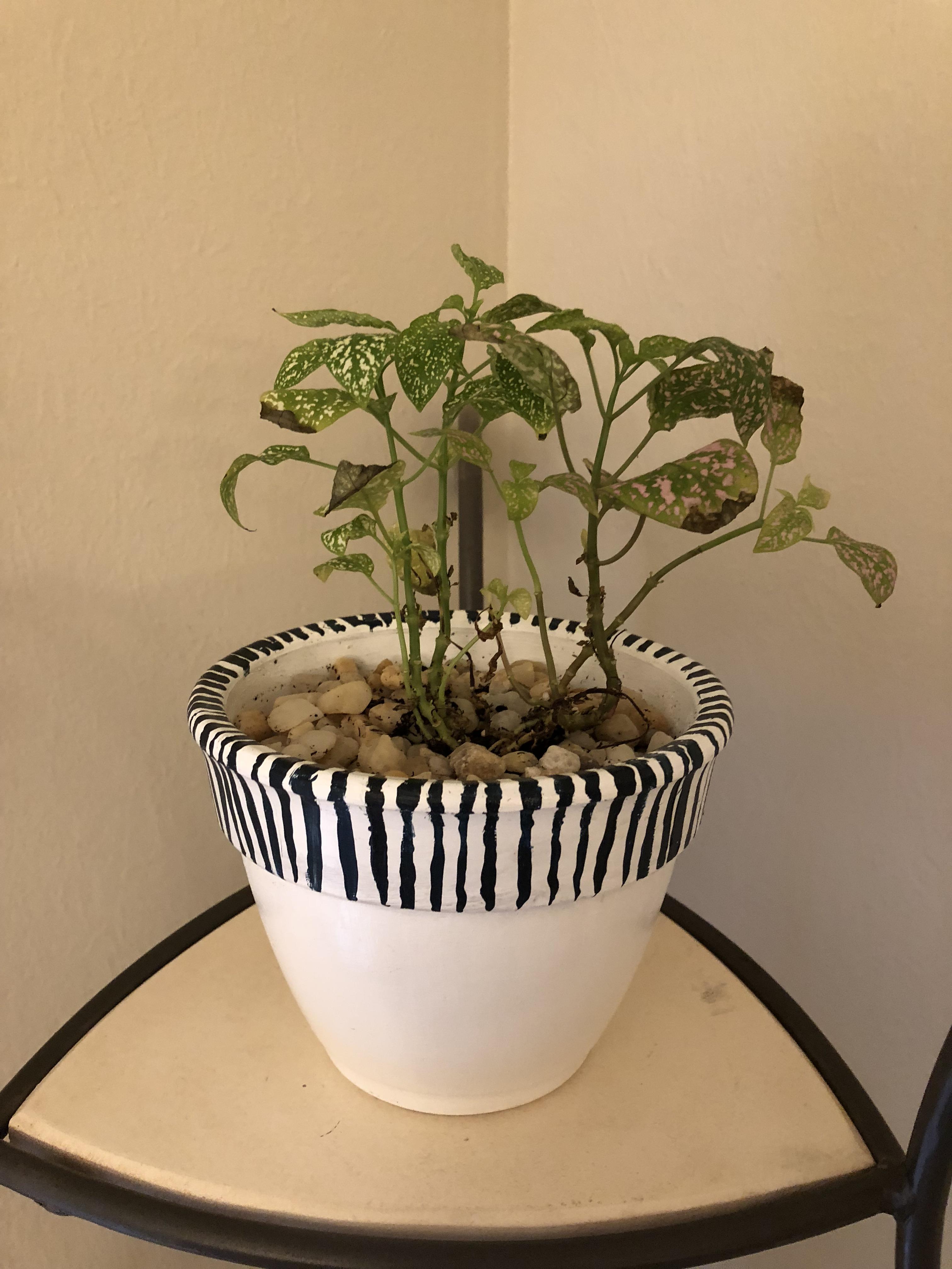 HELP Why does my Polka Dot plant seem to be dying? r/houseplants