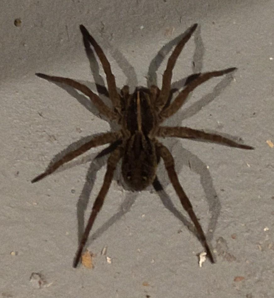 List 101+ Pictures Pictures Of Poisonous Spiders In Ohio Full HD, 2k, 4k