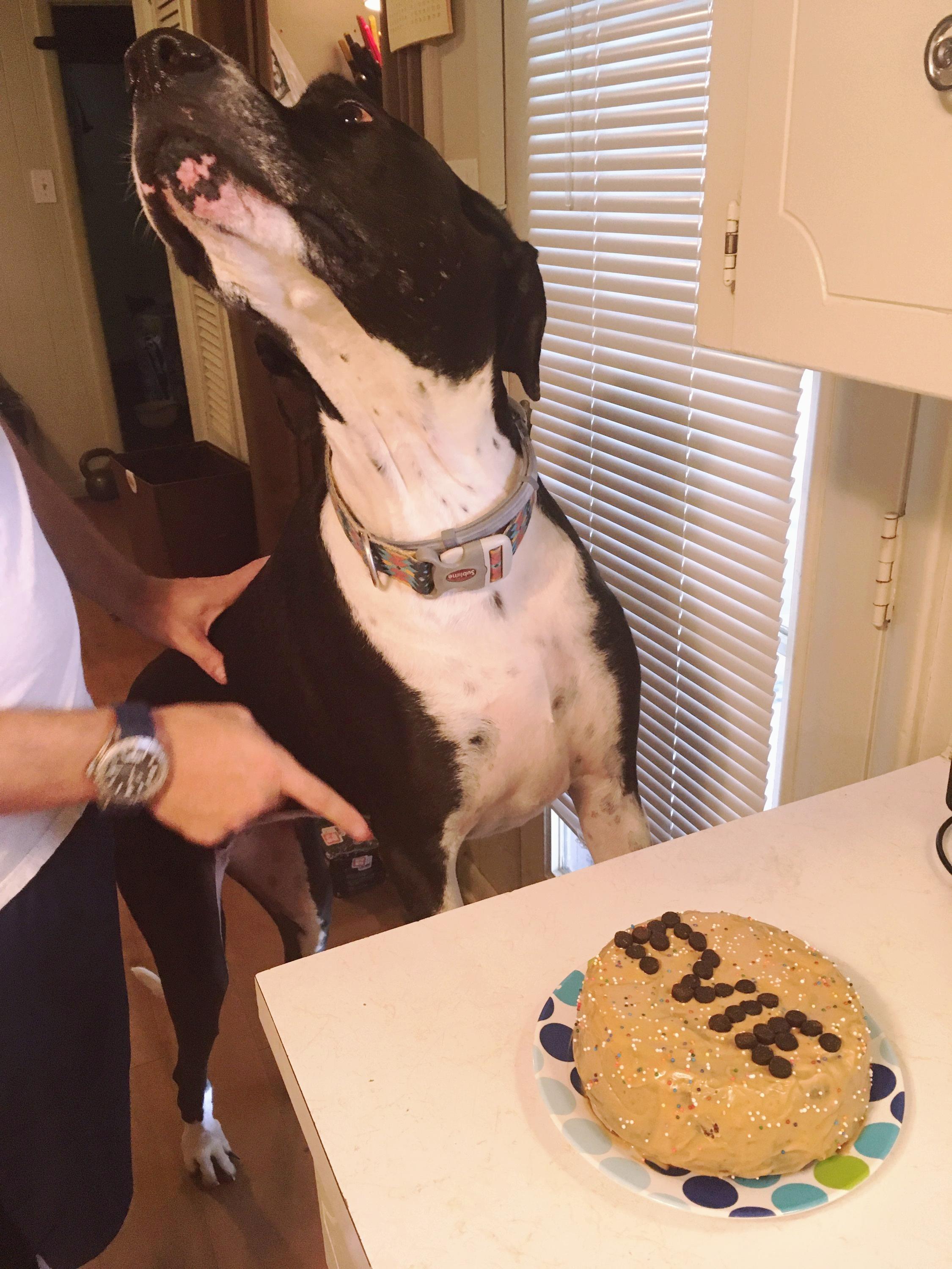 Its a dogfriendly cake but she's still asking if it's really for her
