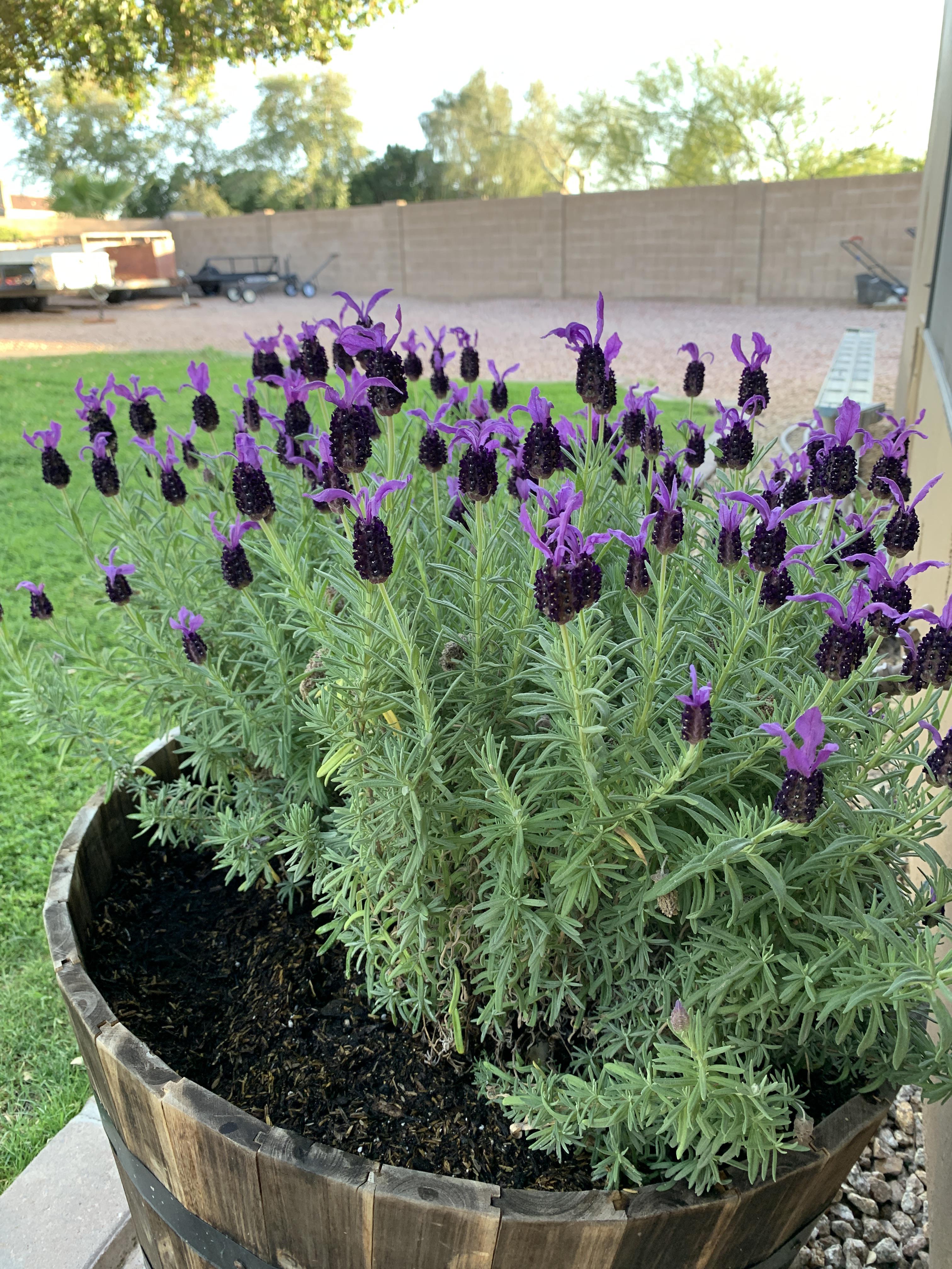 Is this a healthy color for my lavender plant? r/gardening