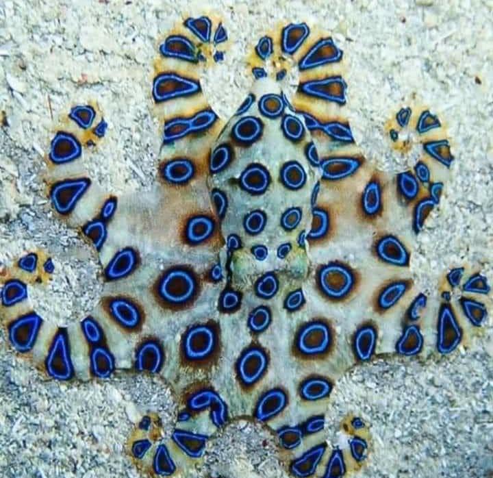 BlueRinged octopus. Very pretty but very deadly. r/natureismetal