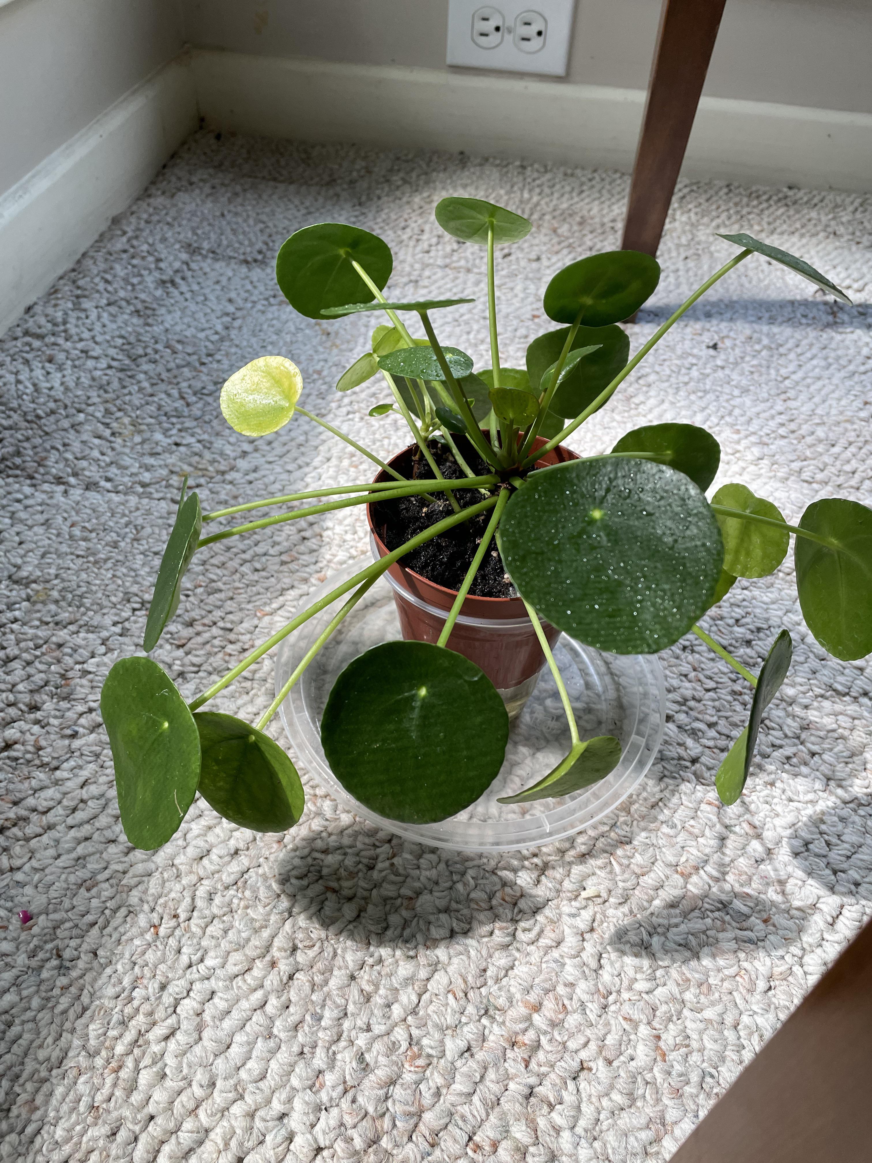 Why is my pilea leaves turning yellow? One of it has black spots too