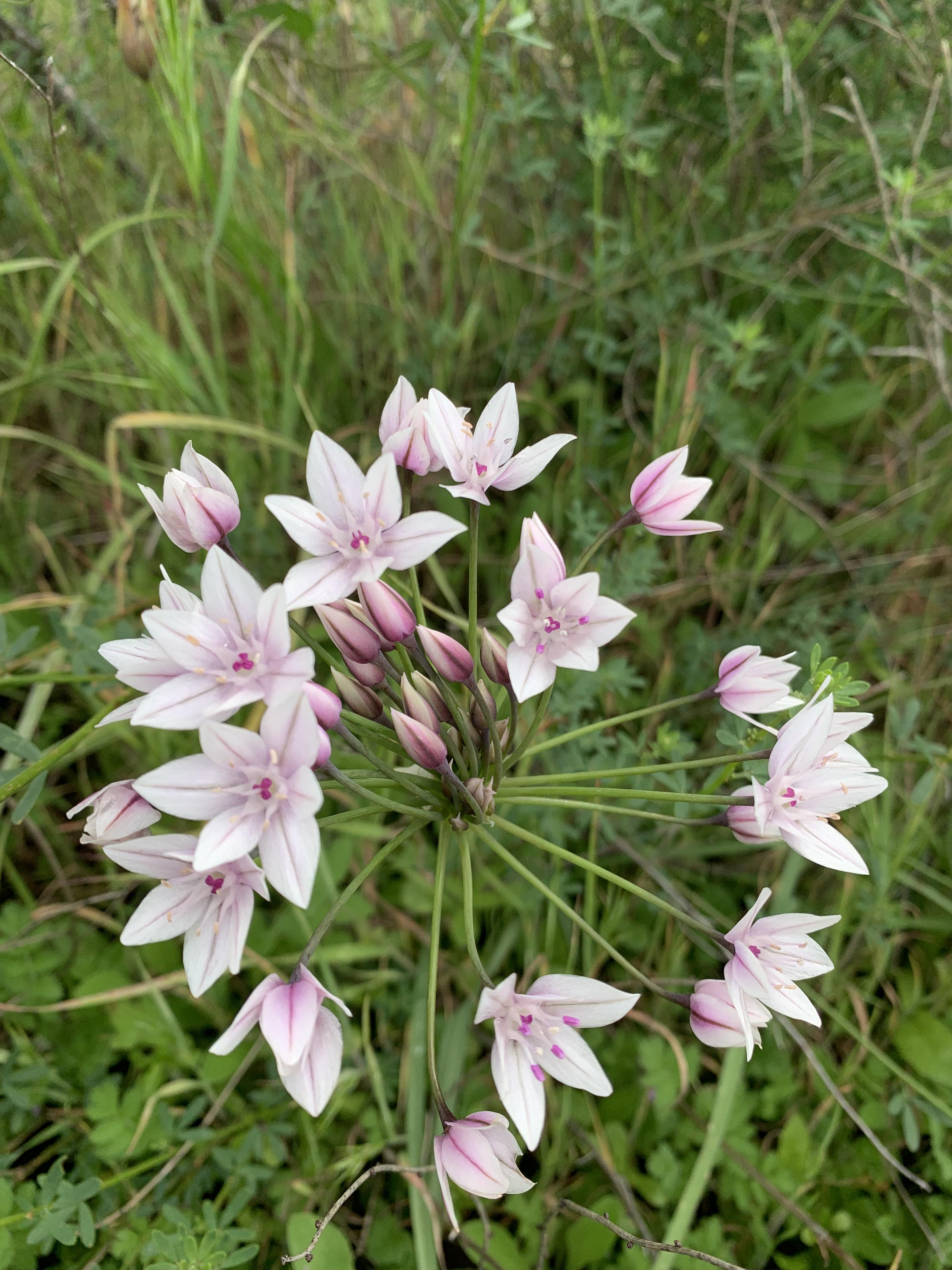 Long stem almost no leaves SoCal r/whatsthisplant