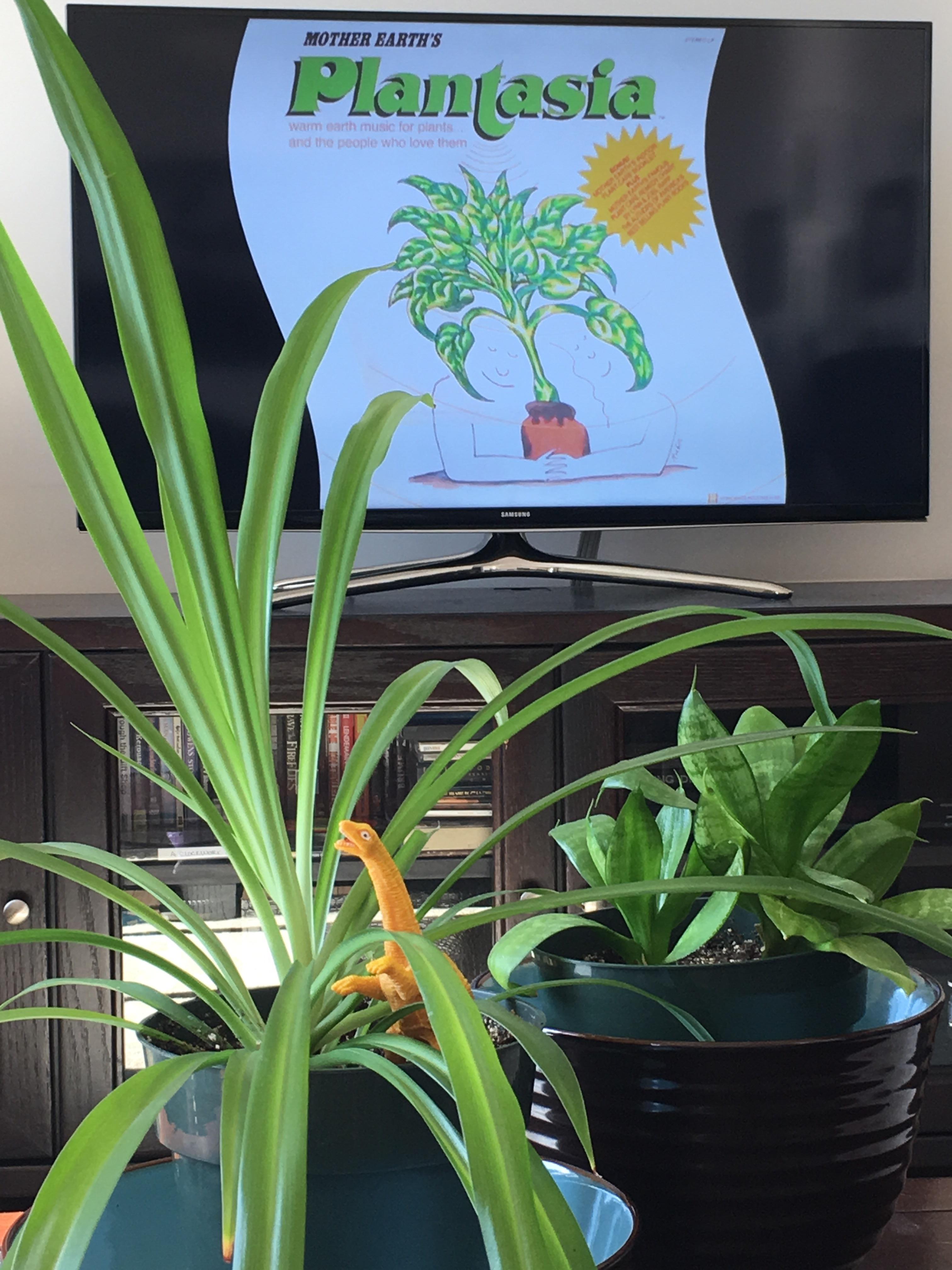 Listening to "Mother Earth's Plantasia warm earth music for plants