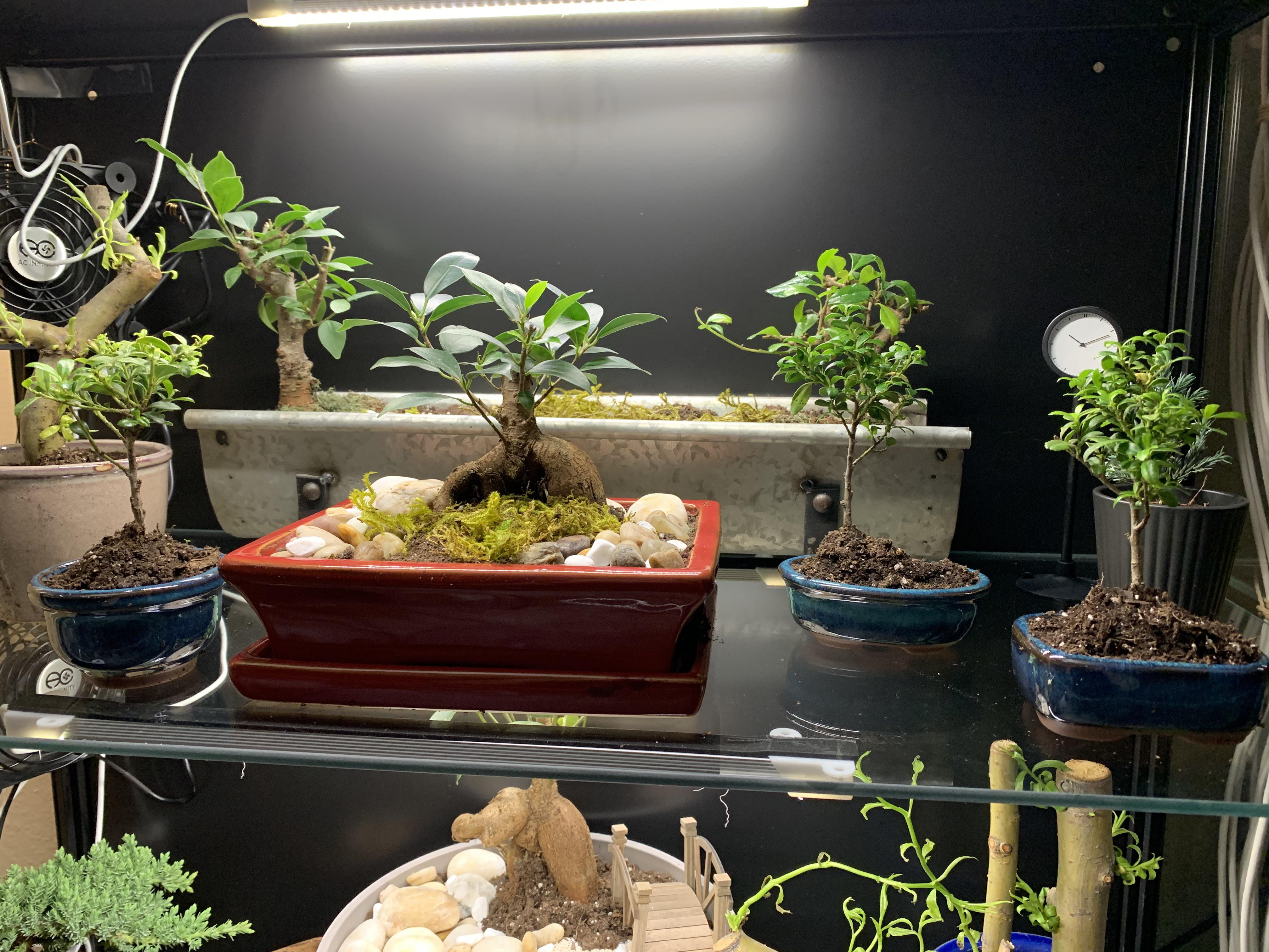 Made a little bonsai greenhouse in an IKEA display case r/BonsaiPorn
