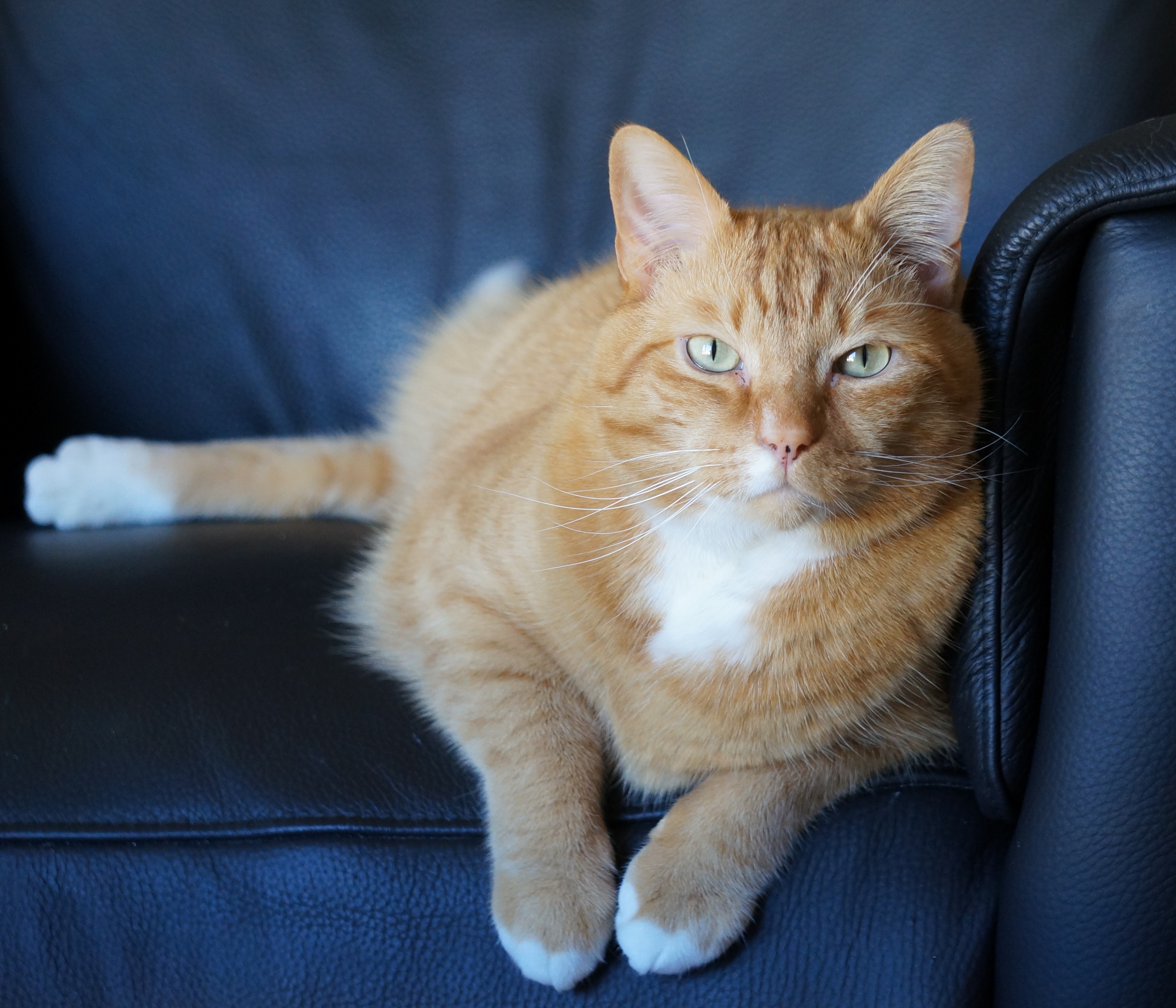 My mom's cat looking regal, all styles are r/redditgetsdrawn