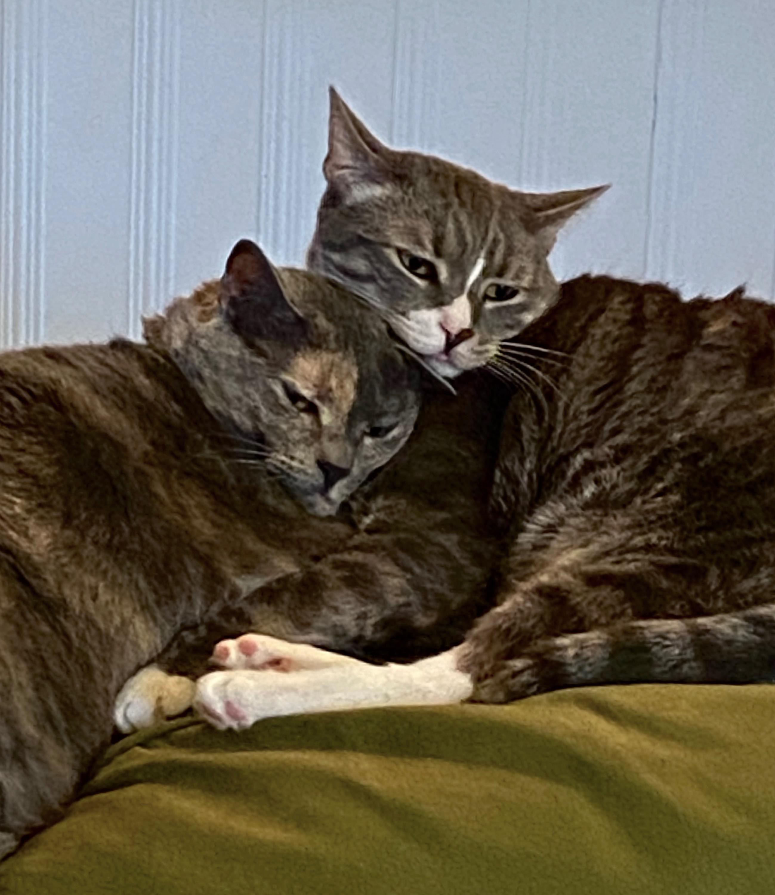 My two cats, and Charlotte. They're so regal. r/cats