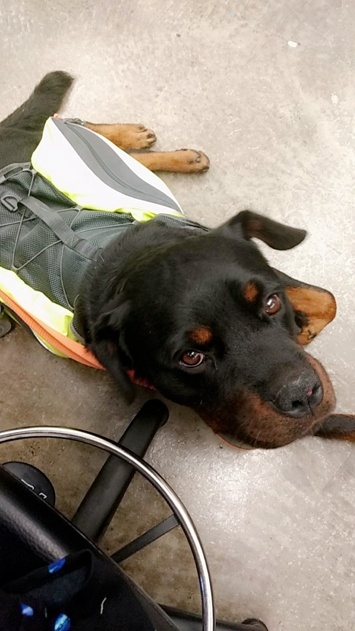 Reddit, meet Justice, my new service dog! r/aww