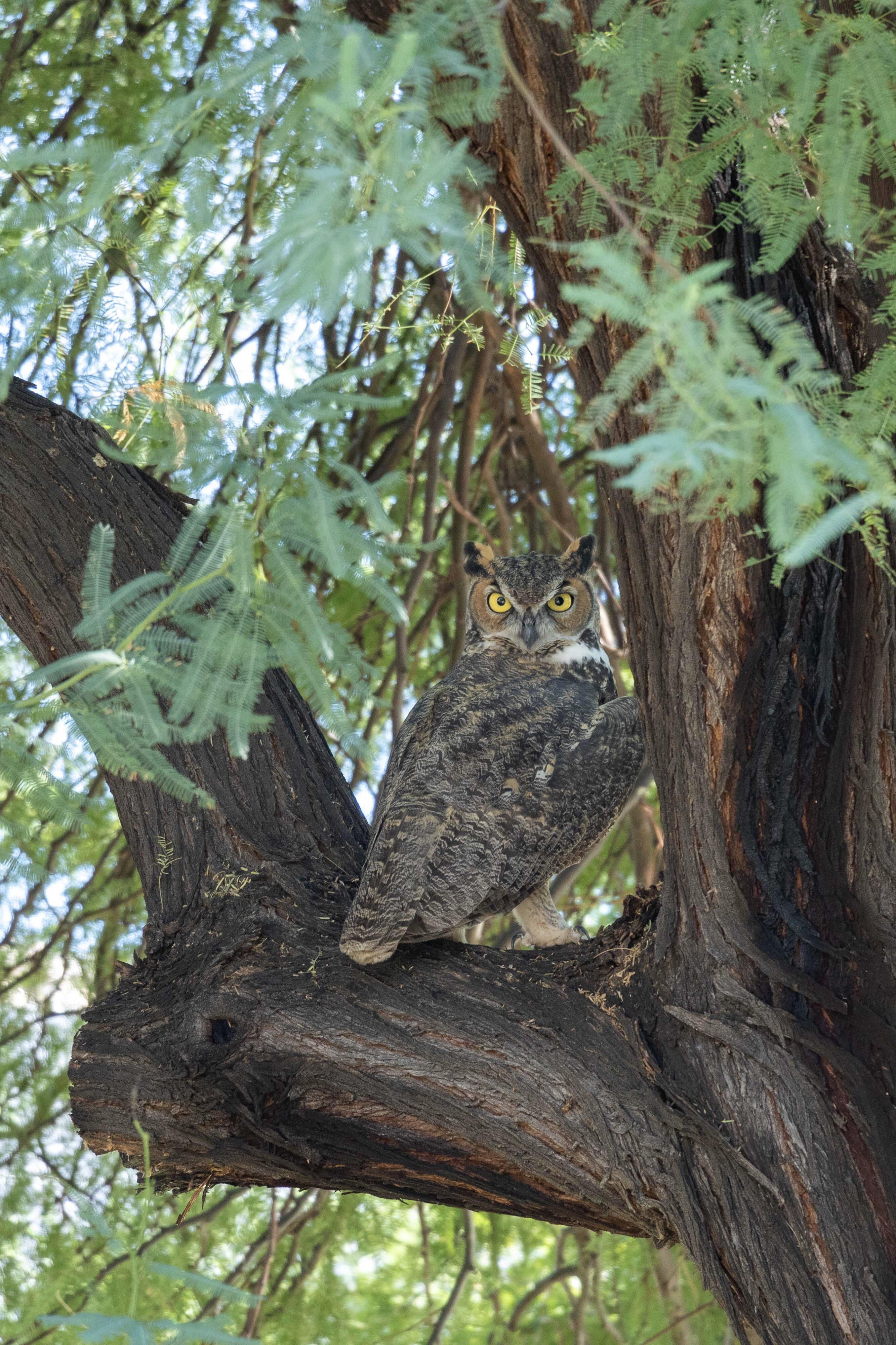 Great Horned Owl in Arizona, USA. r/Owls