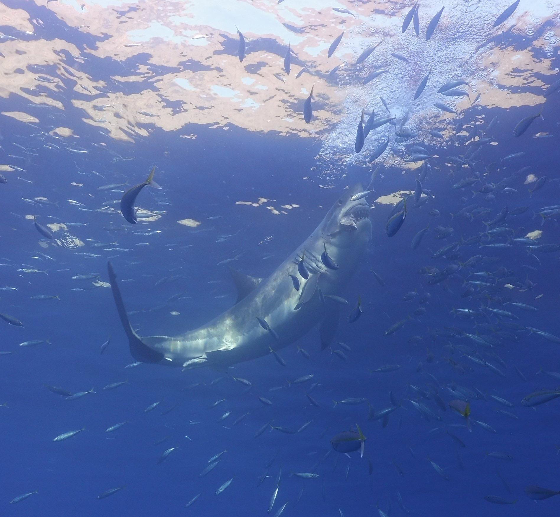 Guadalupe Island, Just an amazing experience... r/scuba