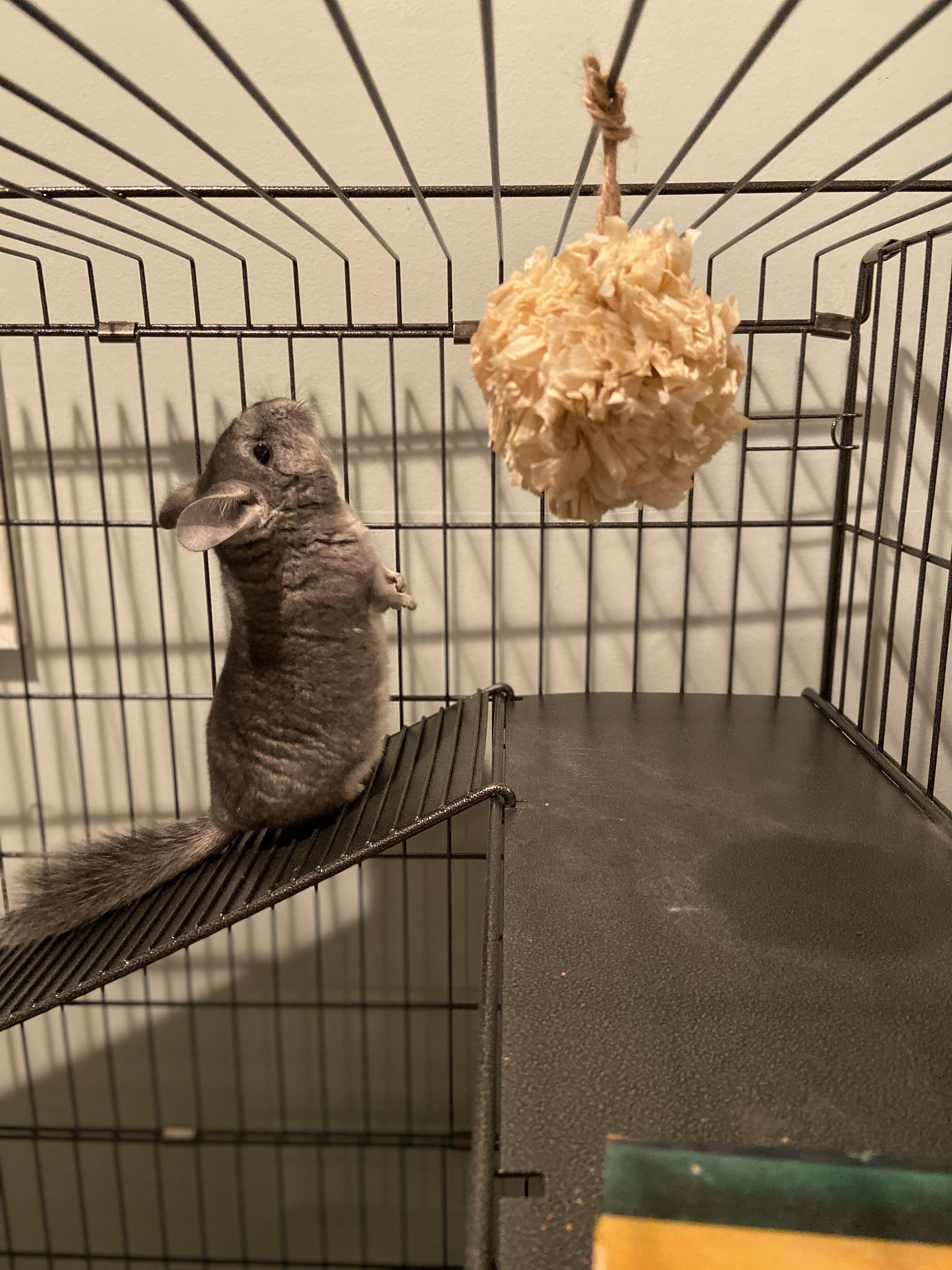 My new friend, Pam! (First time chinchilla owner) r/chinchilla