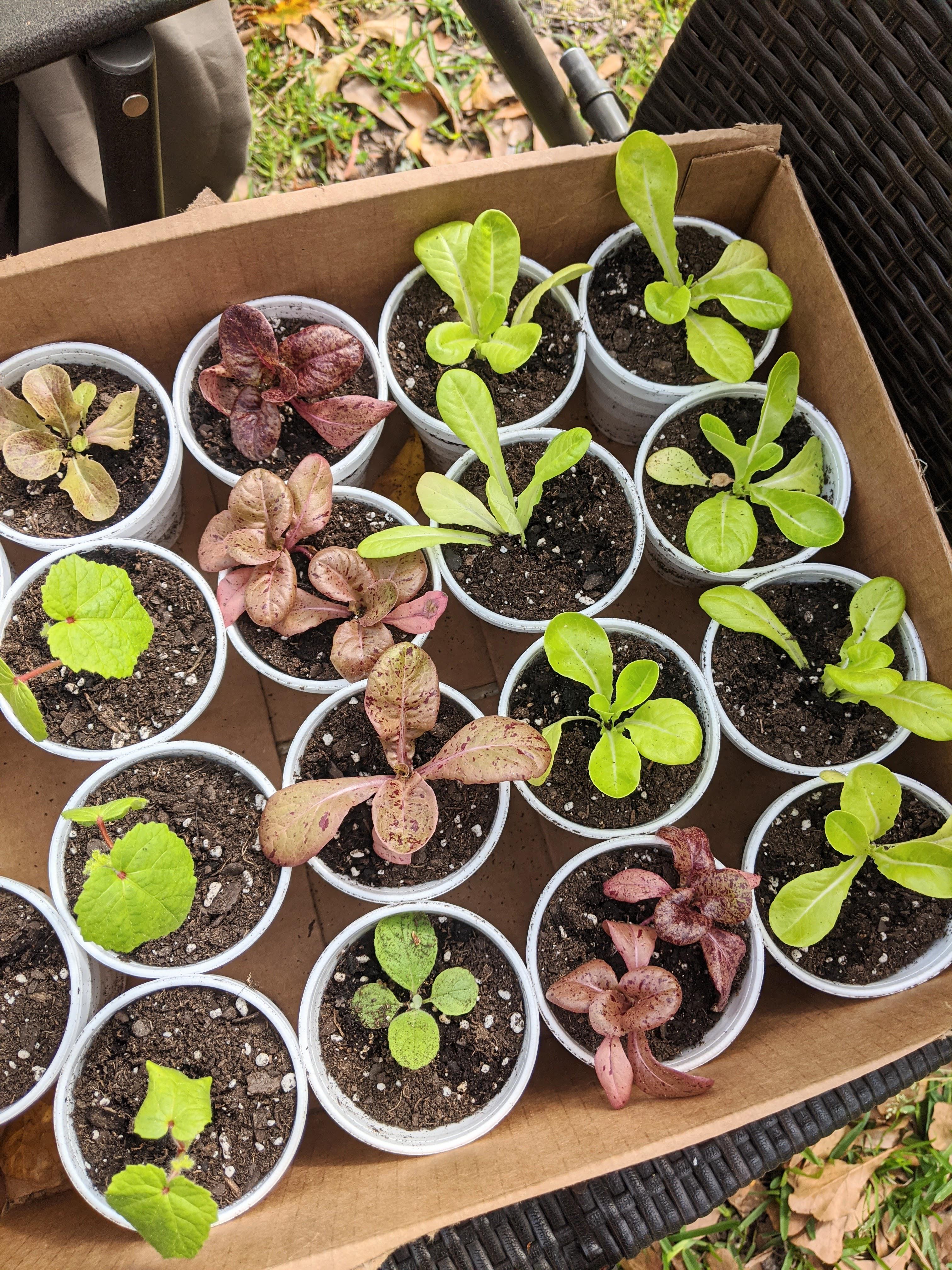 The cutest little lettuce seedlings r/vegetablegardening