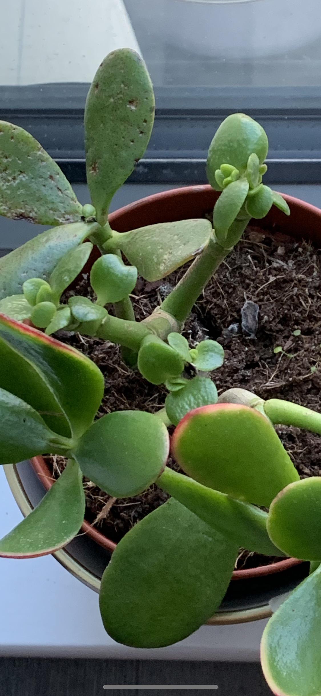 why are these black spots forming on my jade plant? r/succulents