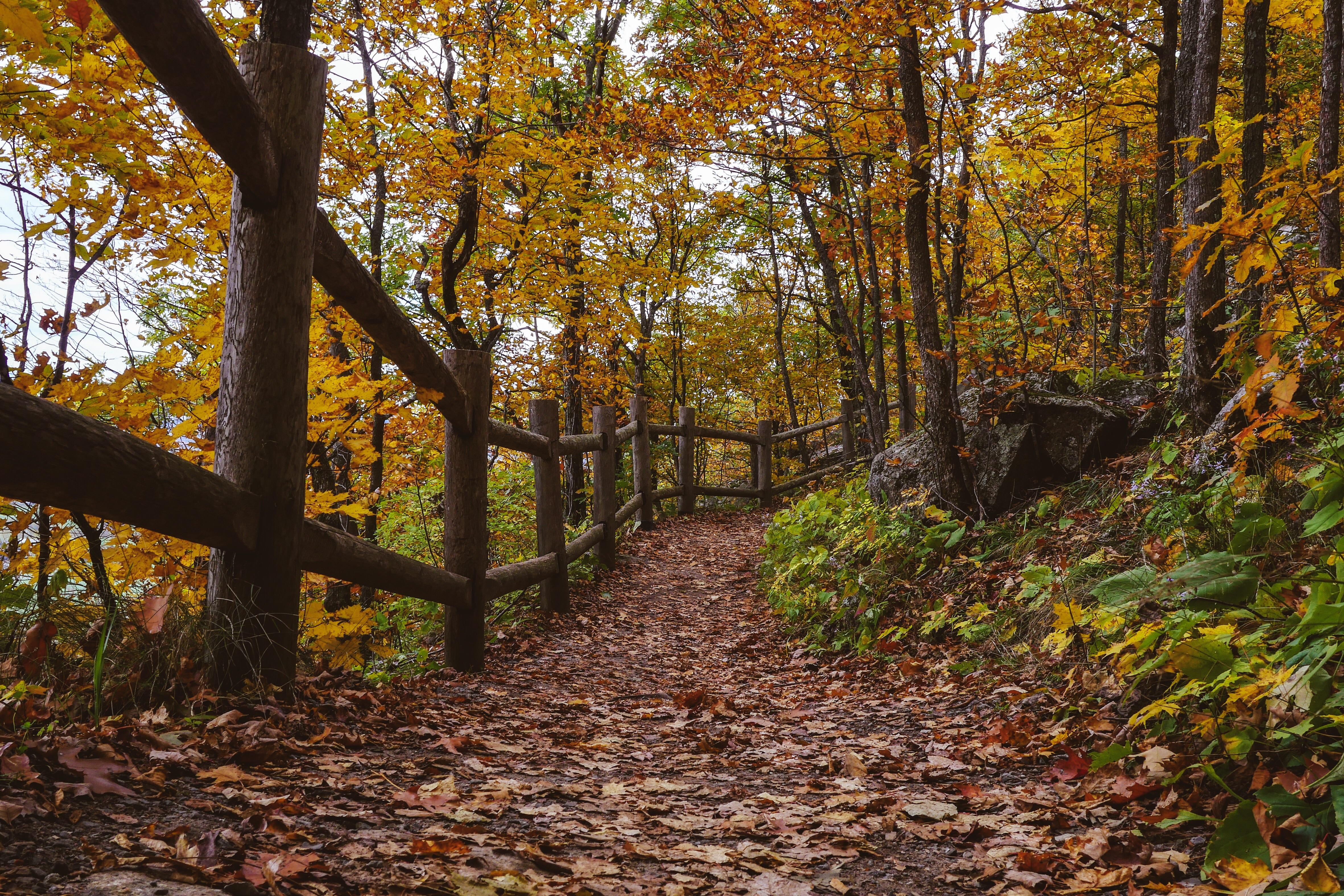 A fall outing at Champlain’s Lookout, Gatineau Park, Quebec, Canada r/hiking